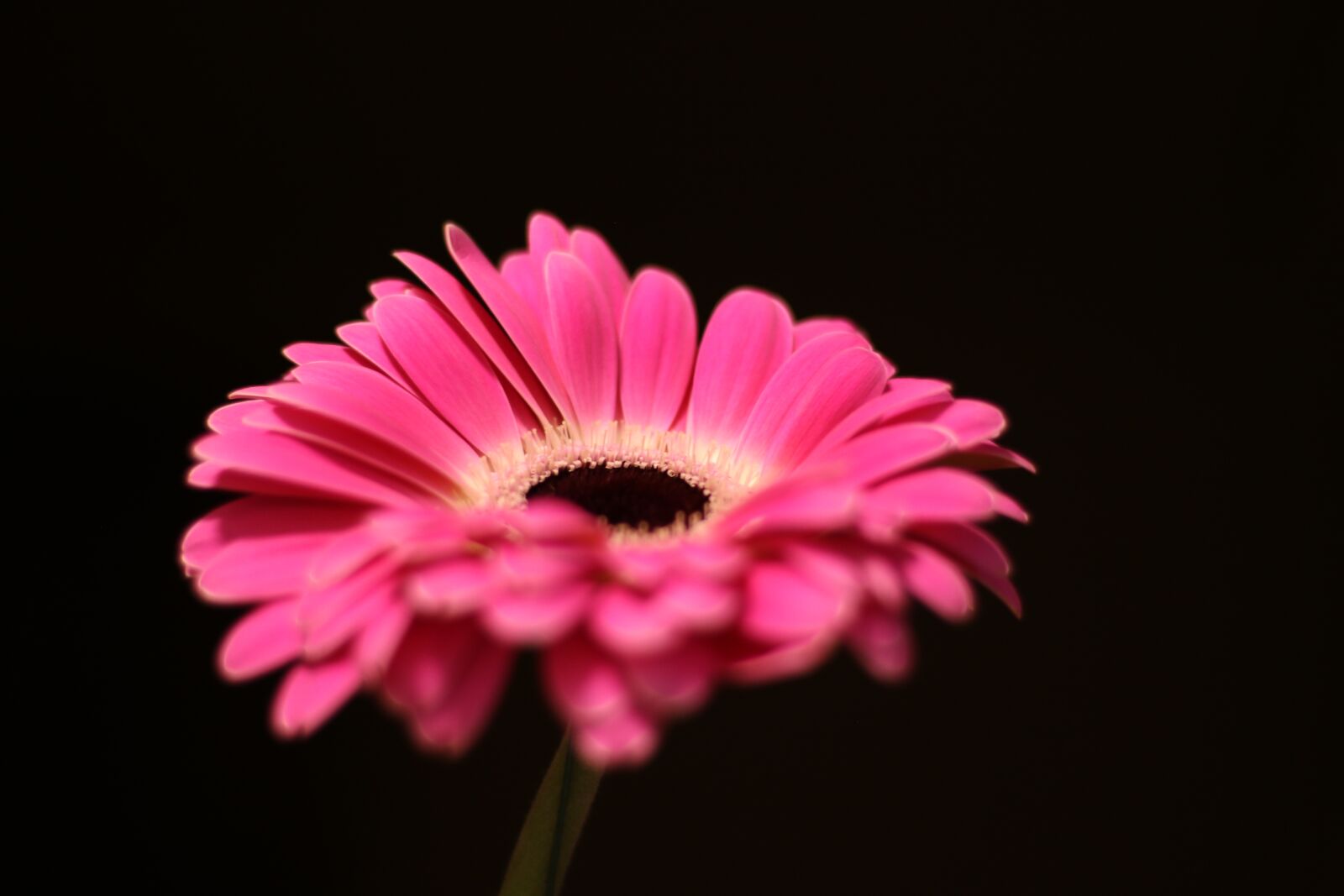 Canon EF 50mm F1.8 STM sample photo. Flower, gerbera, pink photography