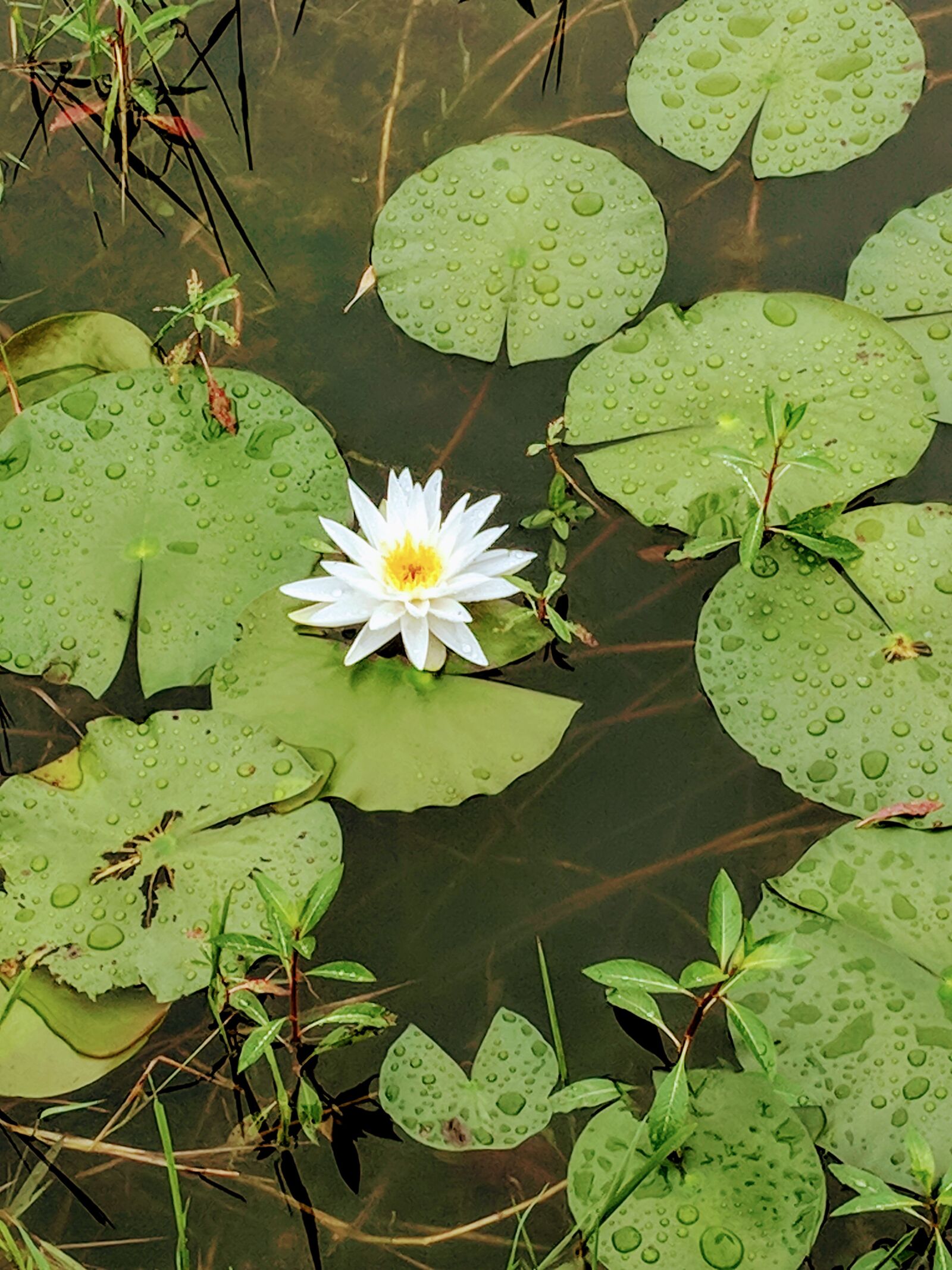 Google Pixel sample photo. Pond, lilly pad, green photography