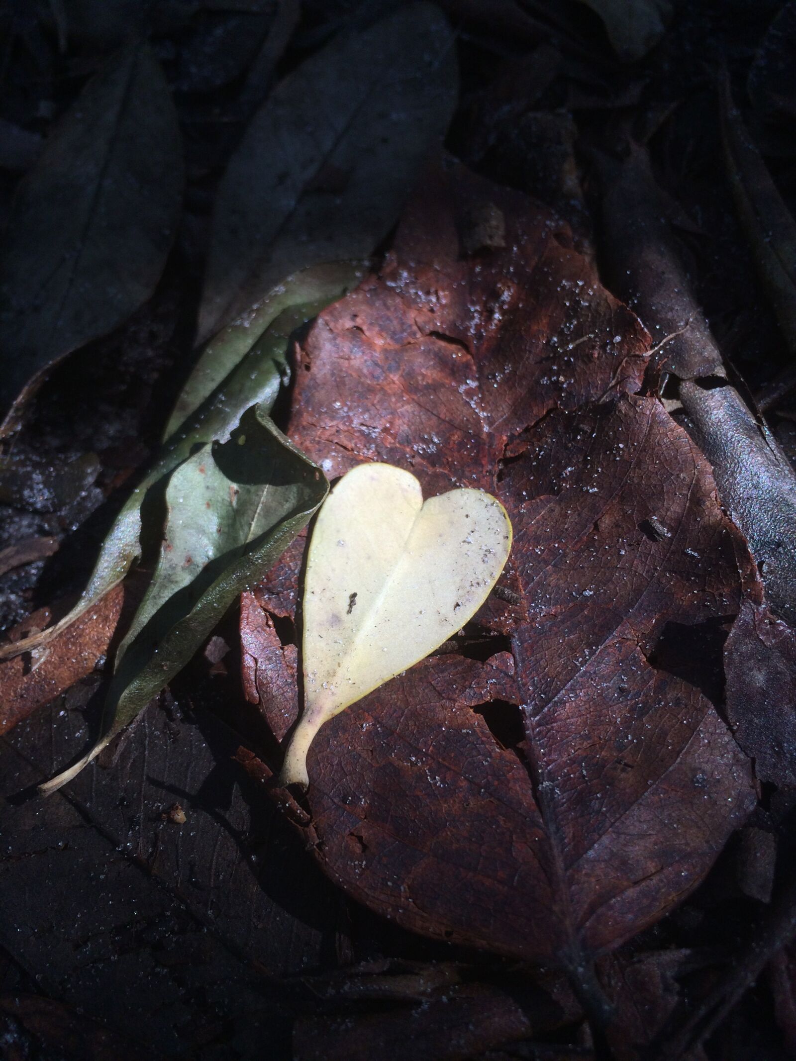 iPhone 5s back camera 4.15mm f/2.2 sample photo. Autumn, leaves, heart, light photography