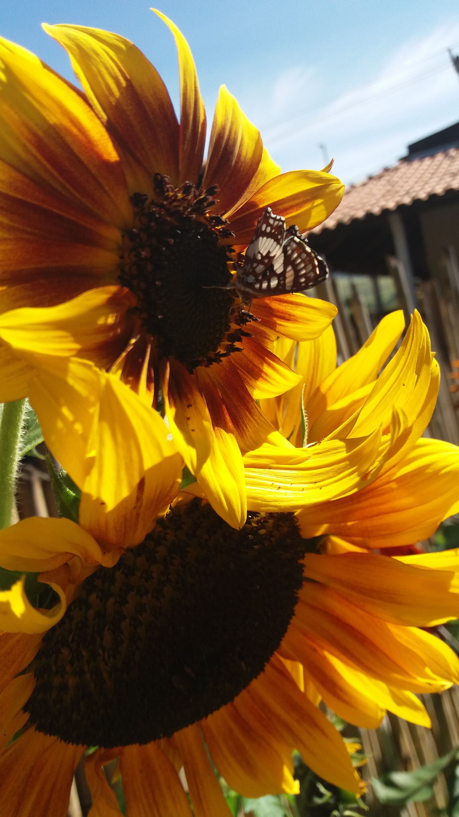 Samsung Galaxy J5 sample photo. Flor, girassol, jardim photography