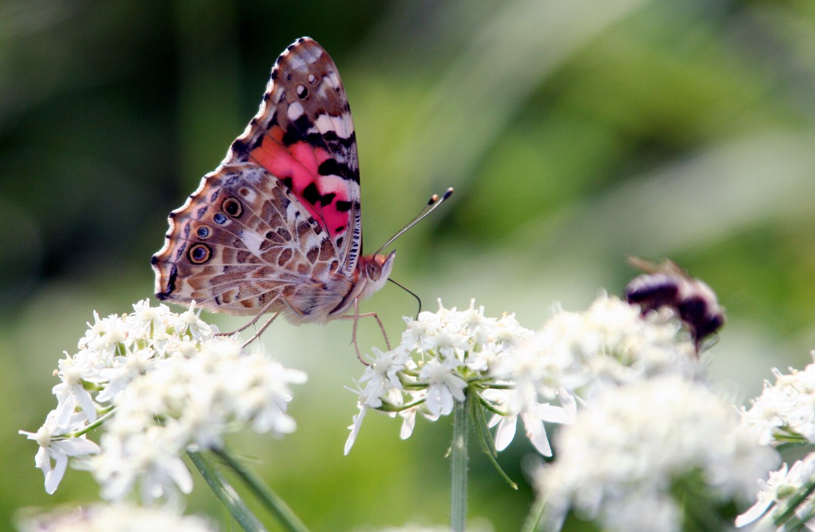 Canon EOS 350D (EOS Digital Rebel XT / EOS Kiss Digital N) sample photo. Butterfly, wing, flower photography