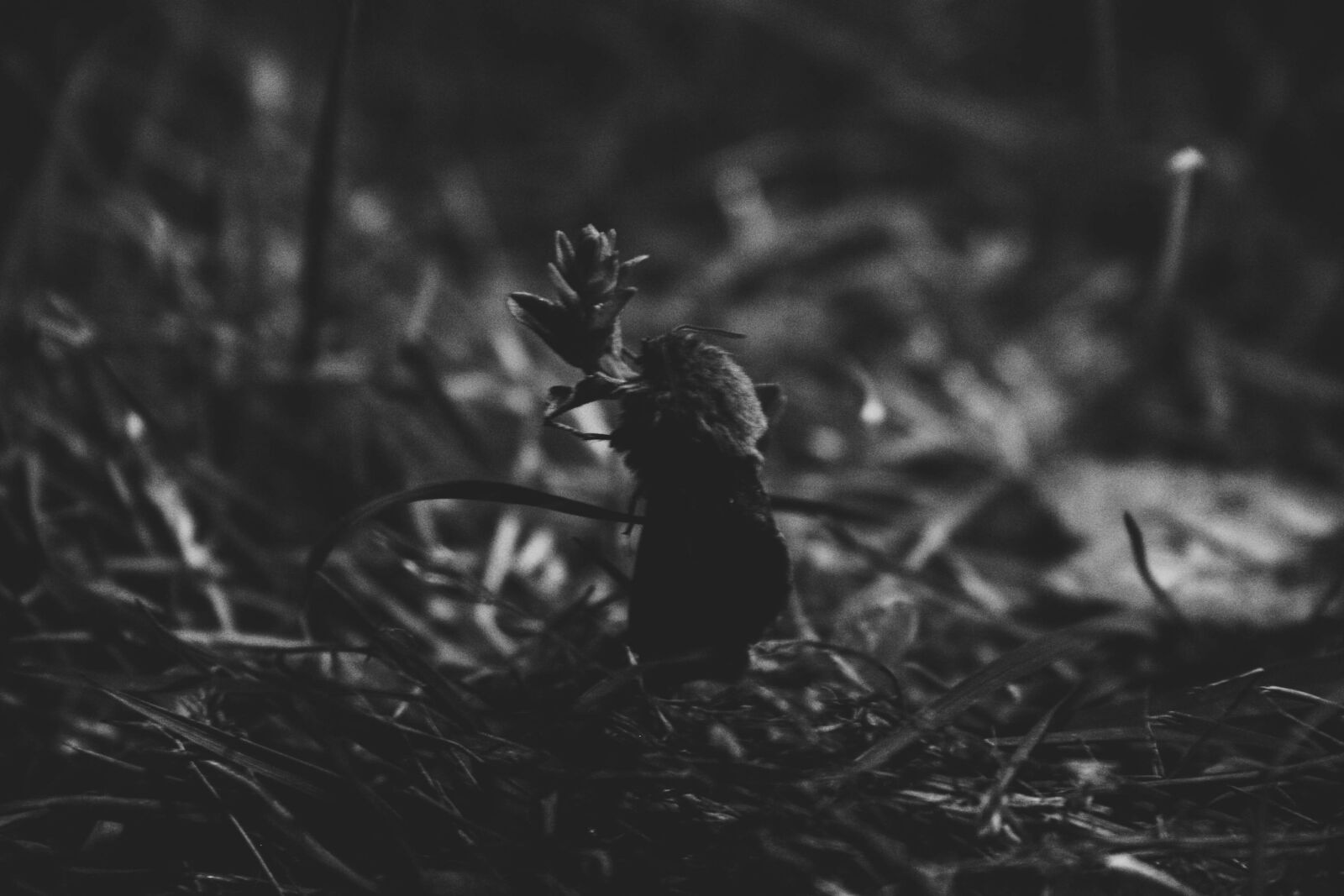 Canon EOS 20D sample photo. Blade, of, grass, dark photography