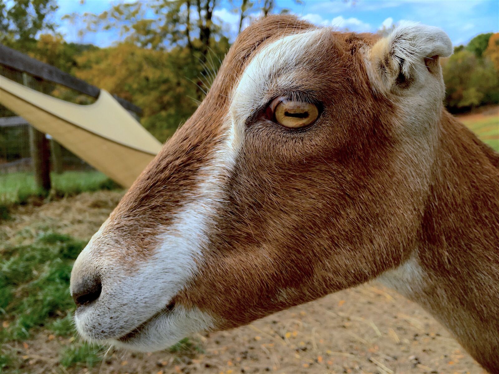 Apple iPhone 6s sample photo. Goat, profile, portrait photography