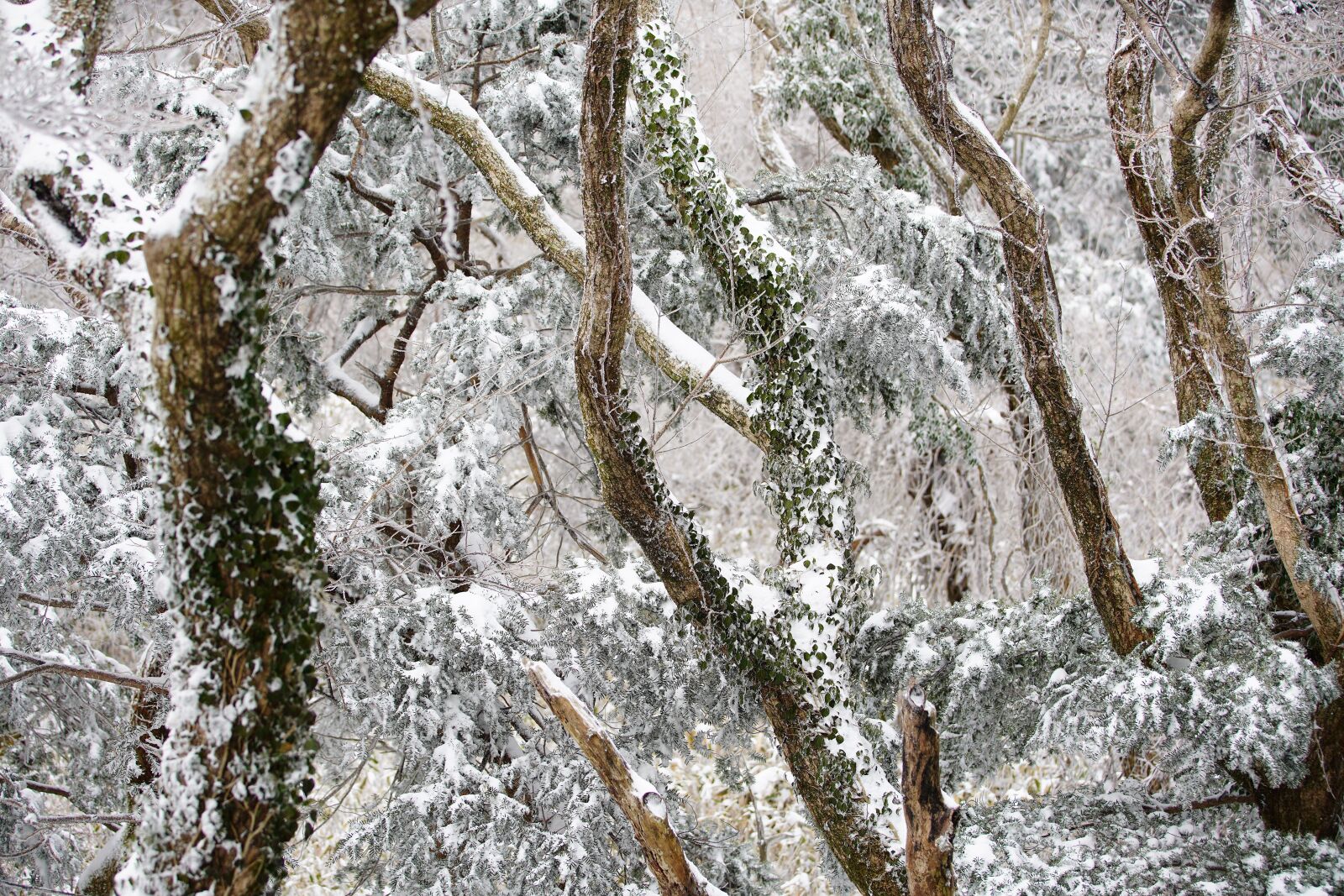 Canon EF 70-200mm F2.8L USM sample photo. Snow, white, winter photography