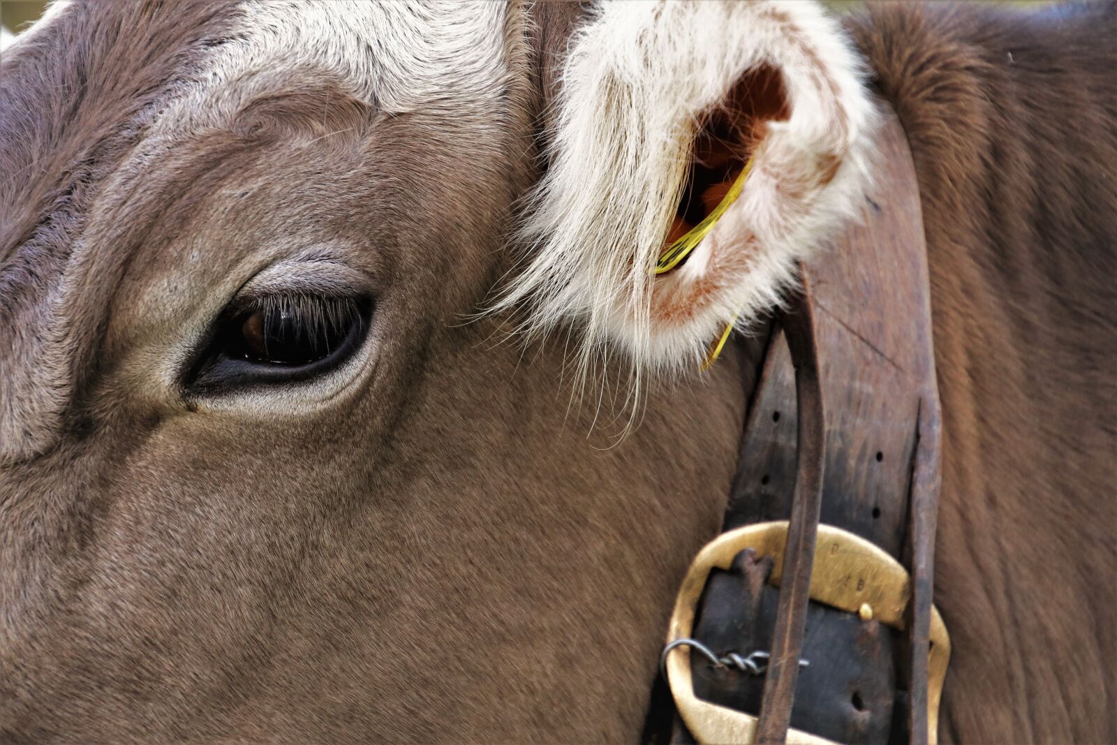 Canon EOS 80D sample photo. Ear, eye, cow photography