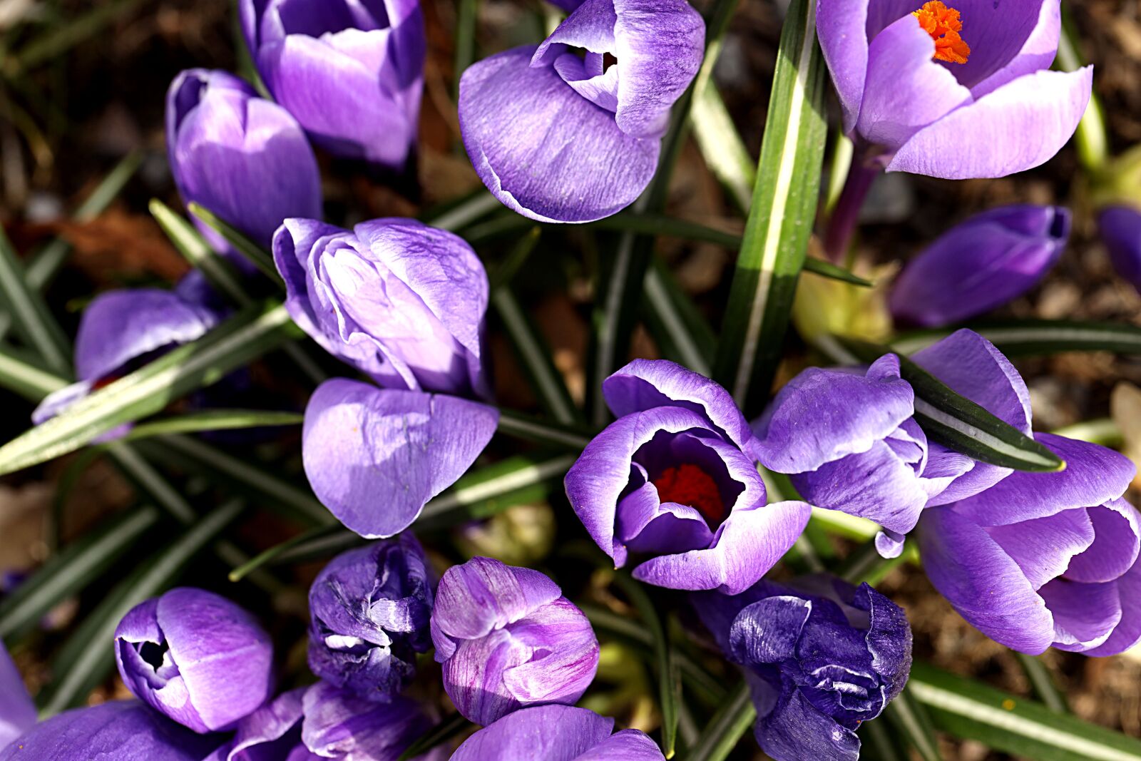 Canon EOS R sample photo. Crocus, spring, blossom photography