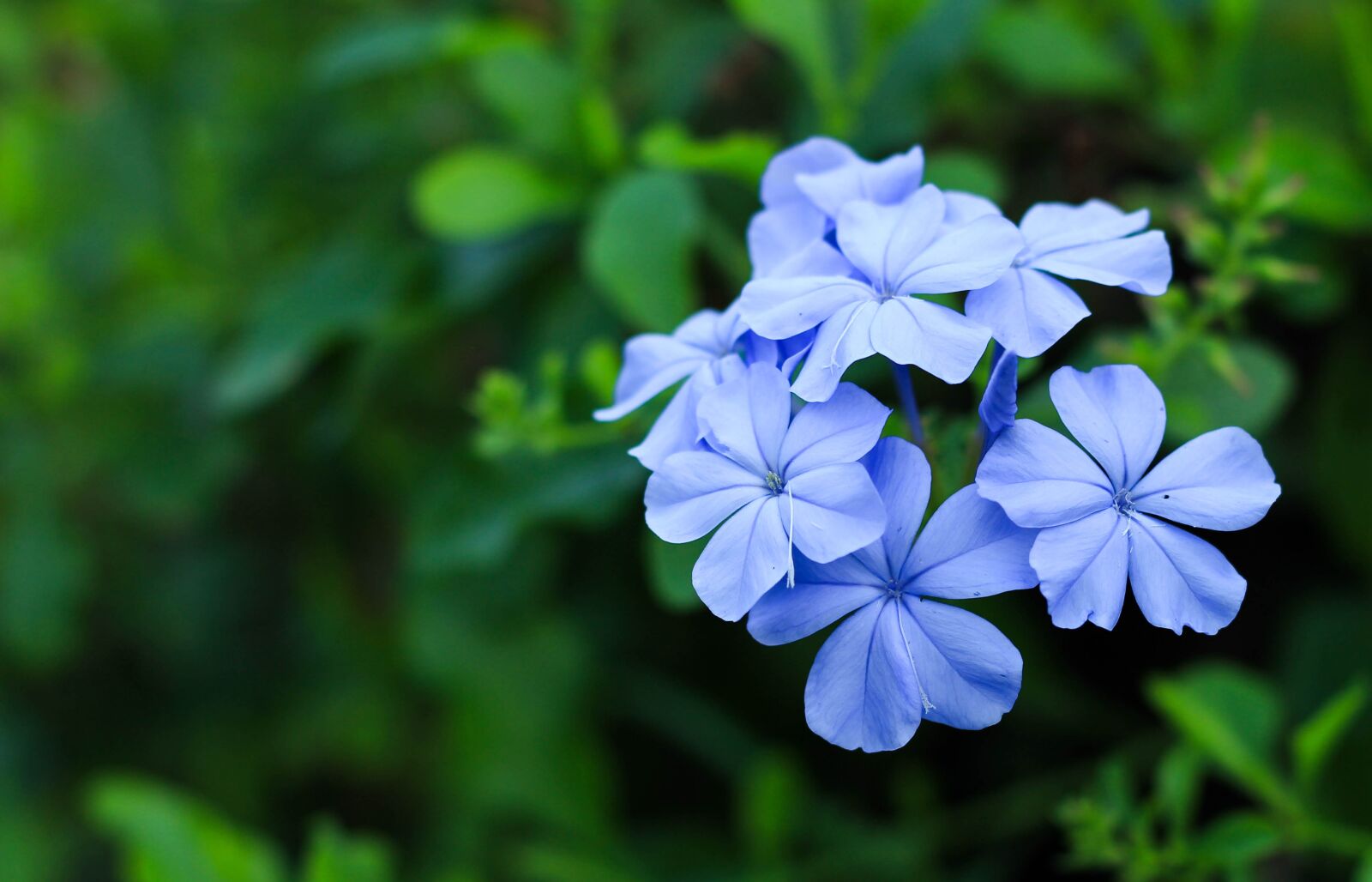 Canon EOS 700D (EOS Rebel T5i / EOS Kiss X7i) sample photo. Blue flower, nature, garden photography