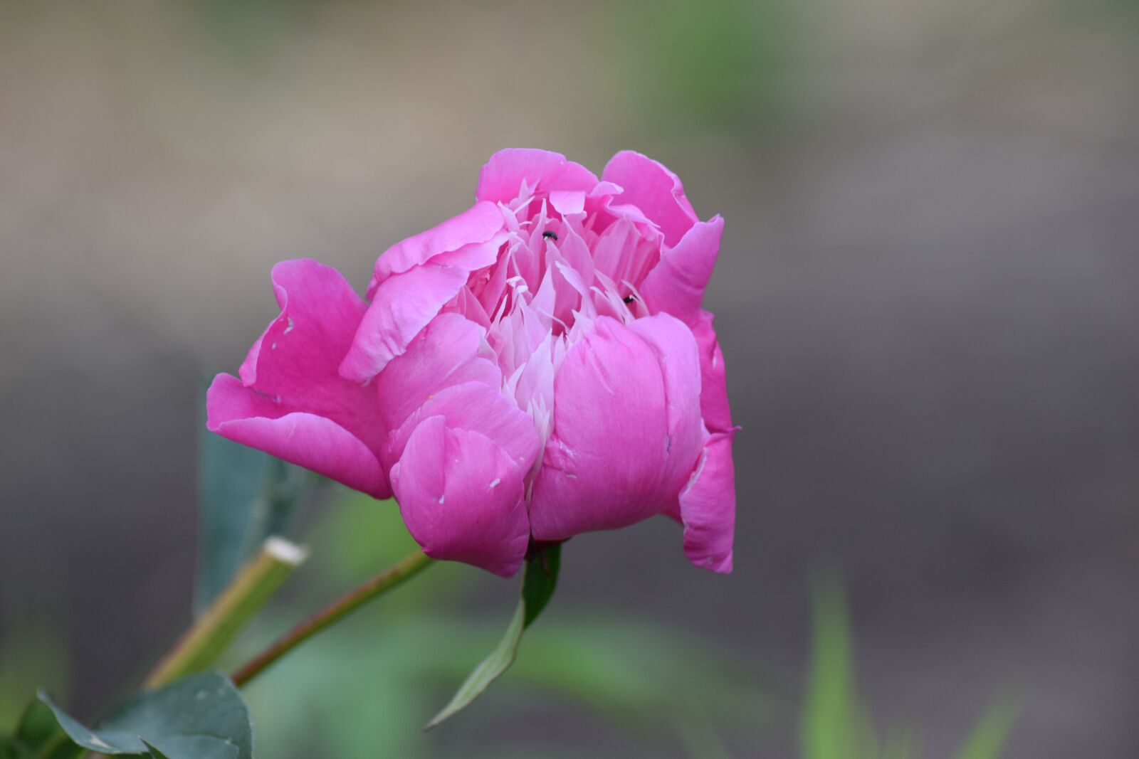 Nikon D3300 sample photo. Love, pink, romance photography
