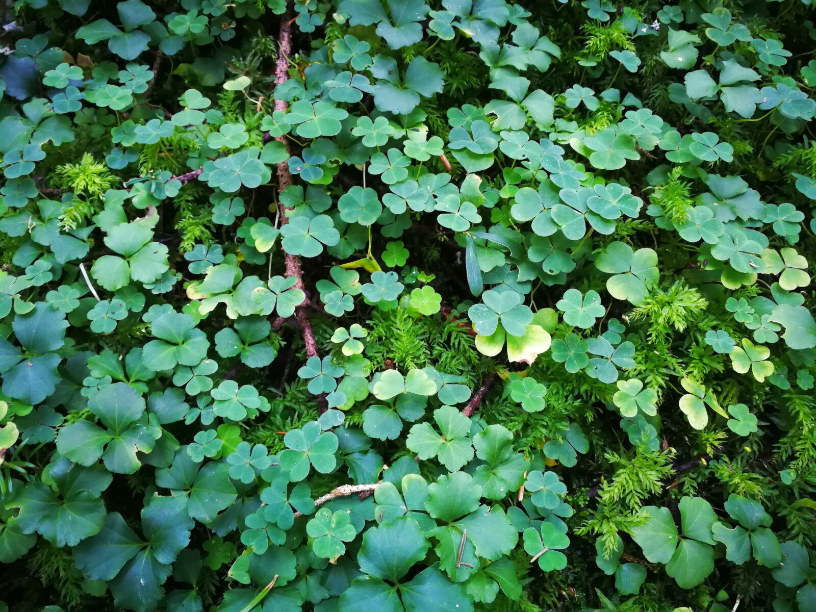HUAWEI Mate 9 sample photo. Shamrocks, plant, lucky charm photography