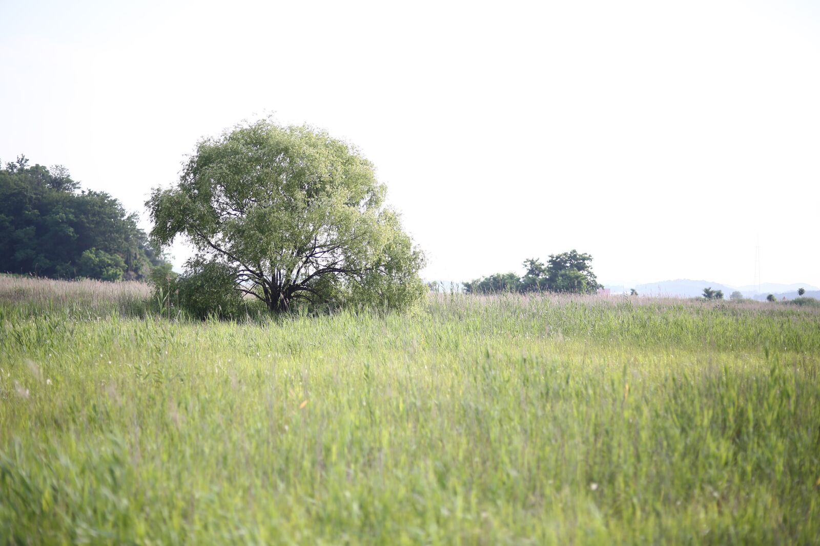 Canon EOS 5D Mark III sample photo. Pasture, tree, green photography