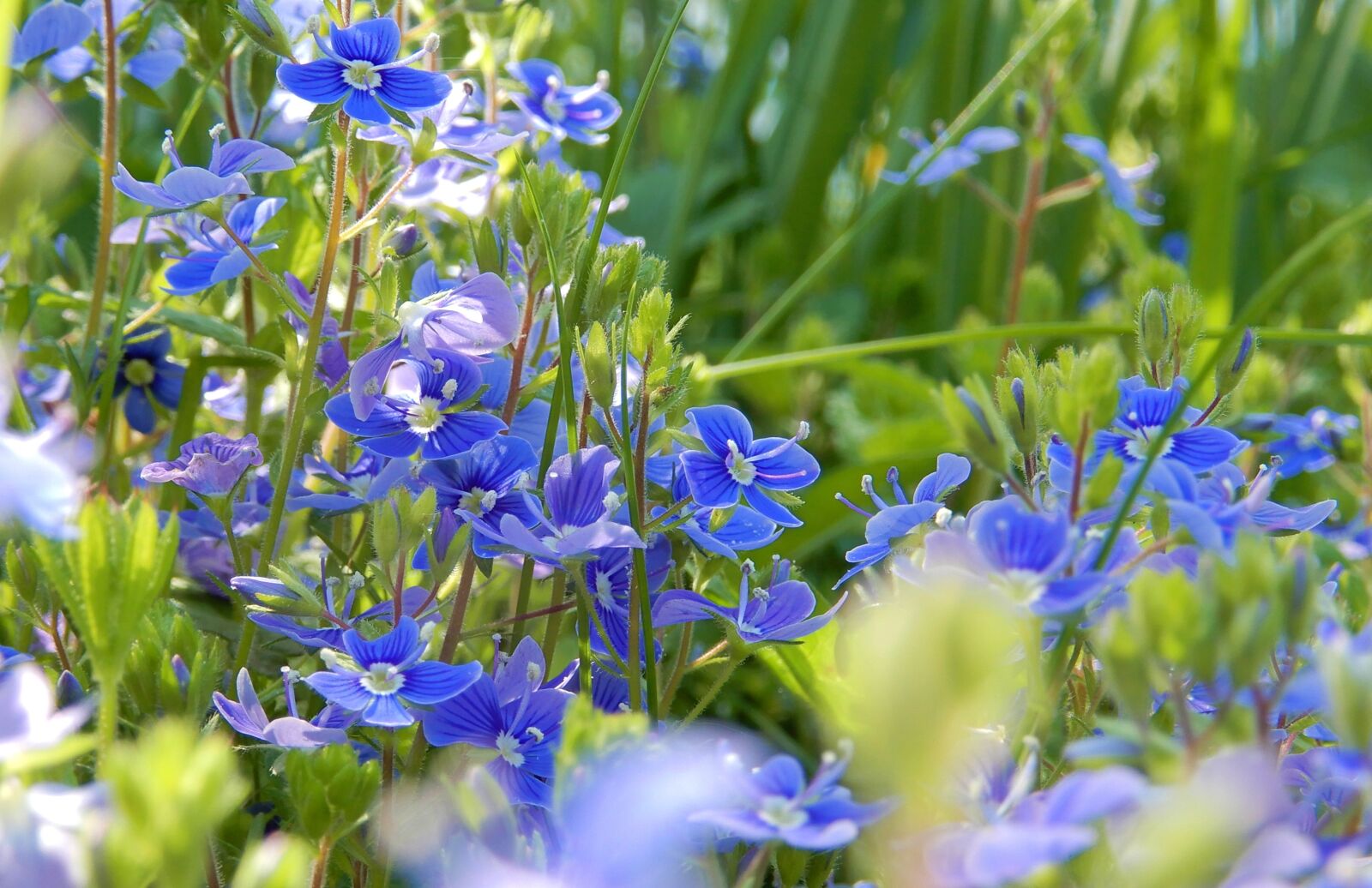 Nikon Coolpix A900 sample photo. Nature, spring, flowers photography