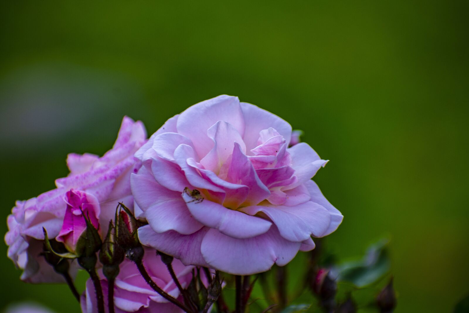 Nikon D600 sample photo. Nature, flower, spring photography