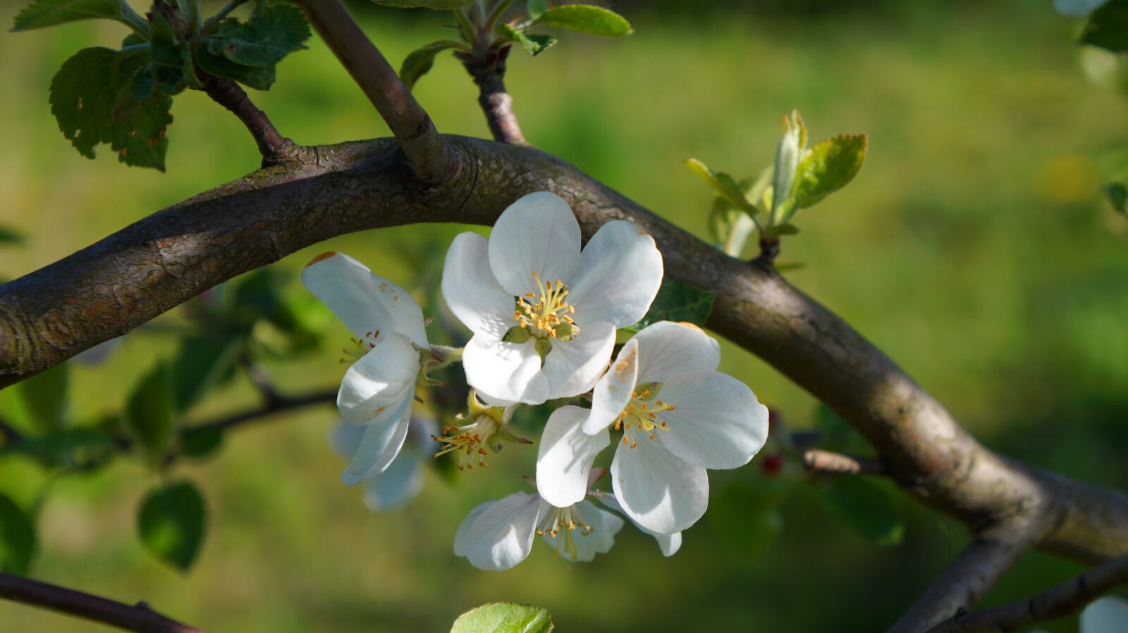 Sony Alpha a3000 sample photo. Nature, plants, flowers photography