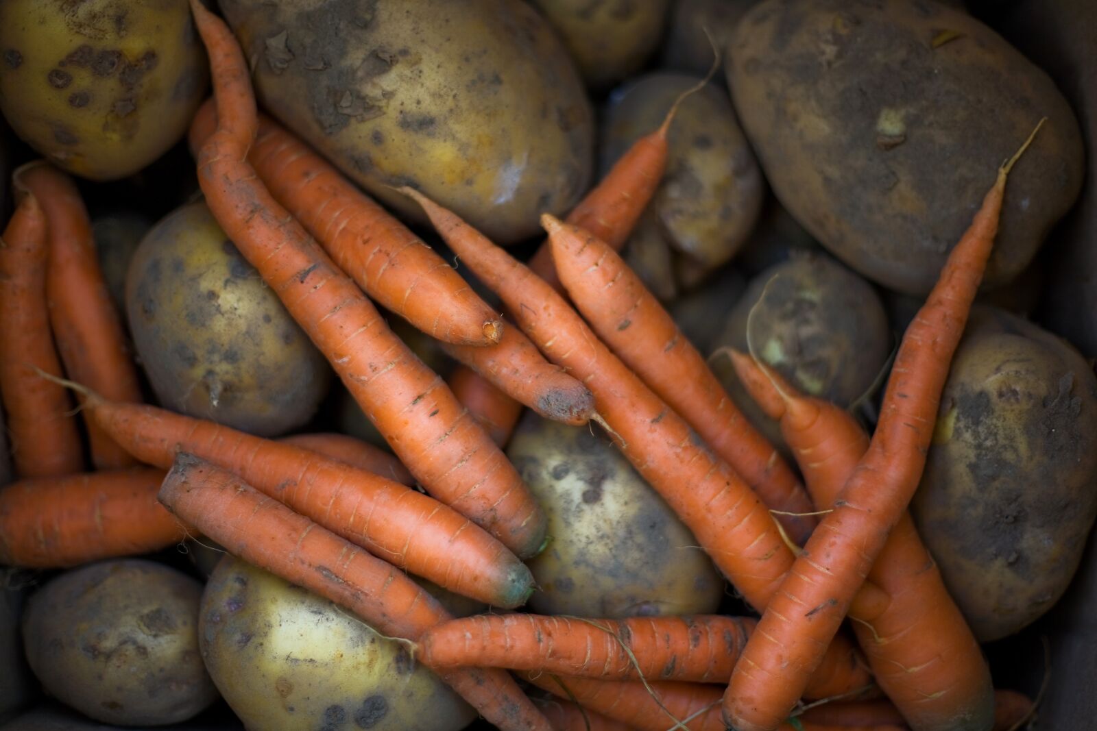 Canon EOS 5D sample photo. Root, food, grow photography