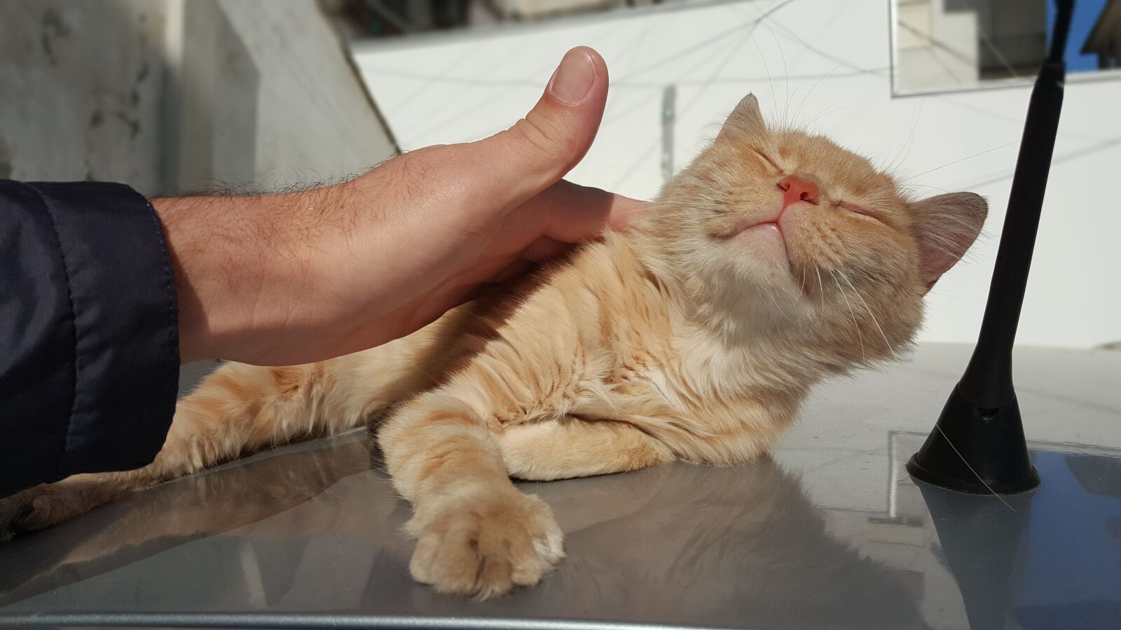 Samsung Galaxy Note5 sample photo. Cat, cute, pet photography