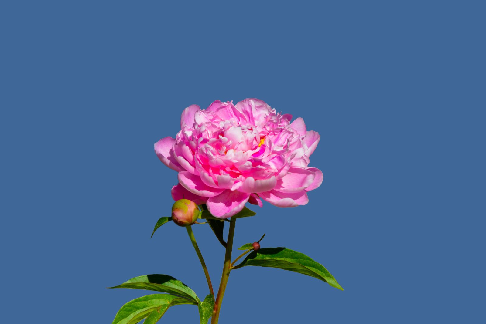 Nikon D800 sample photo. Peony, flower, pink flower photography