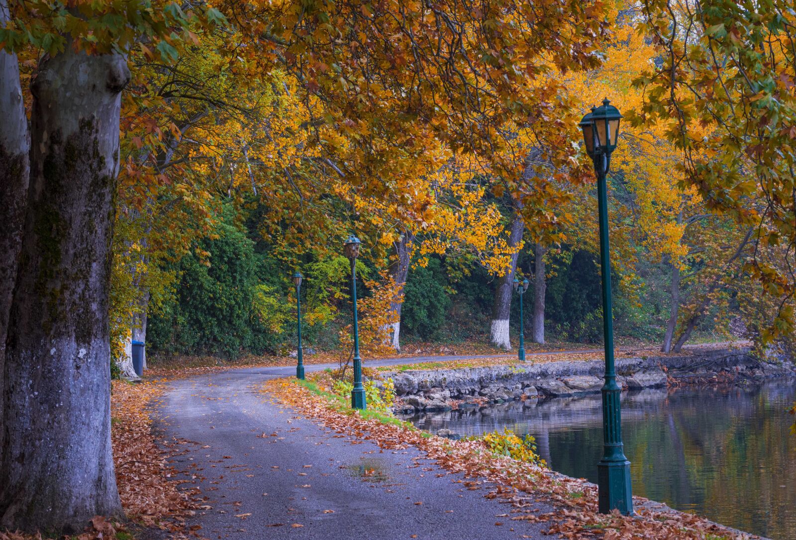 Nikon D7200 sample photo. Trees, road, autumn photography