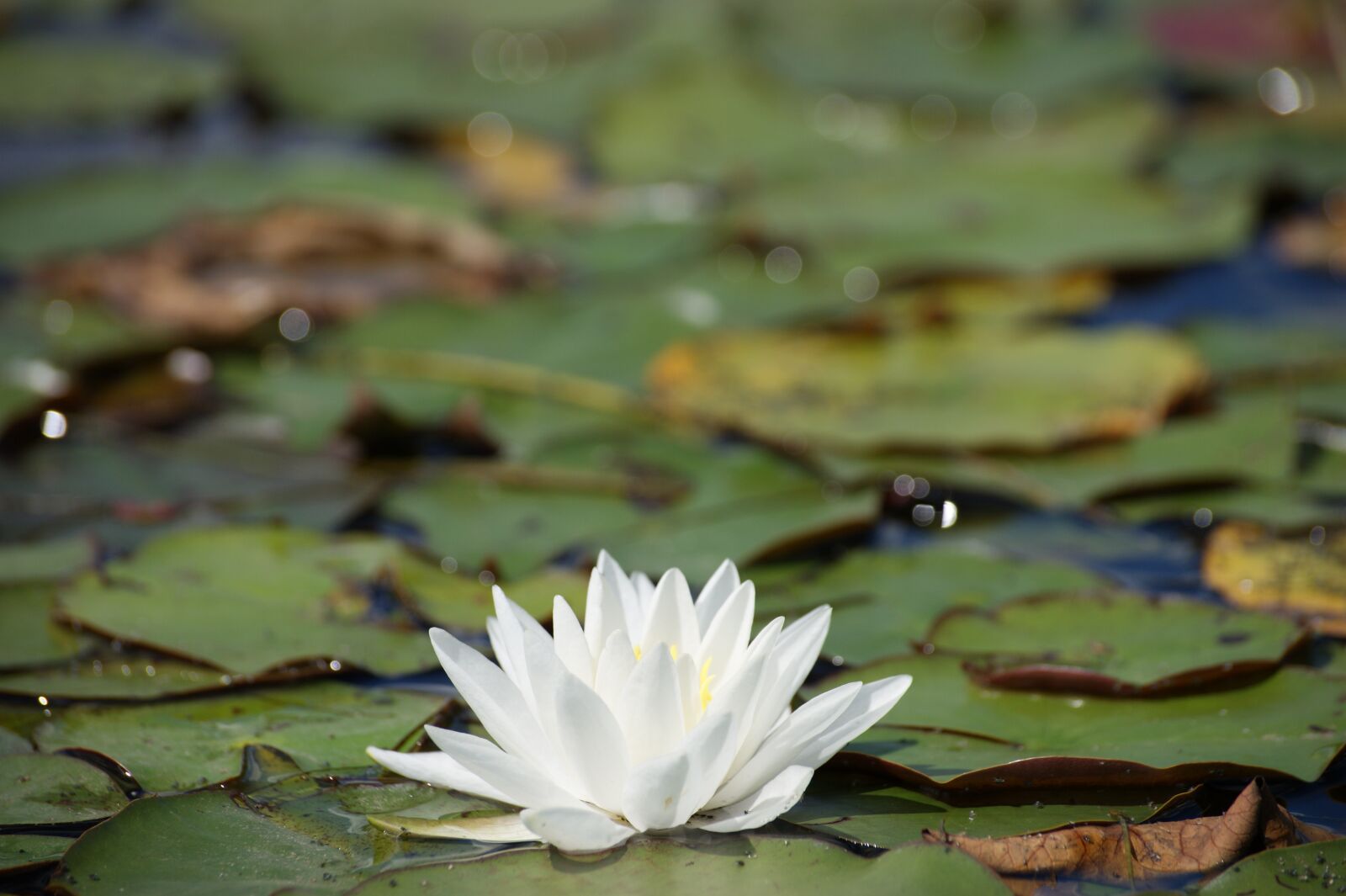 Sony Alpha DSLR-A390 sample photo. Lily, flower, river photography