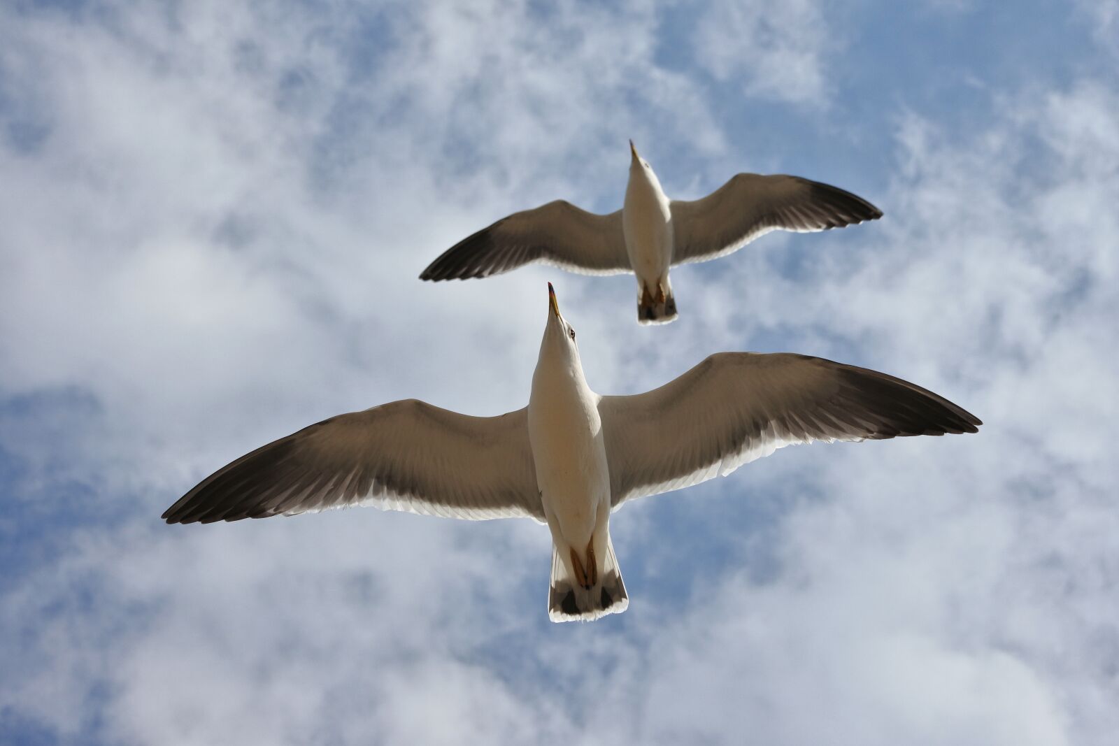 Nikon 1 Nikkor VR 30-110mm F3.8-5.6 sample photo. Animal, sky, cloud photography