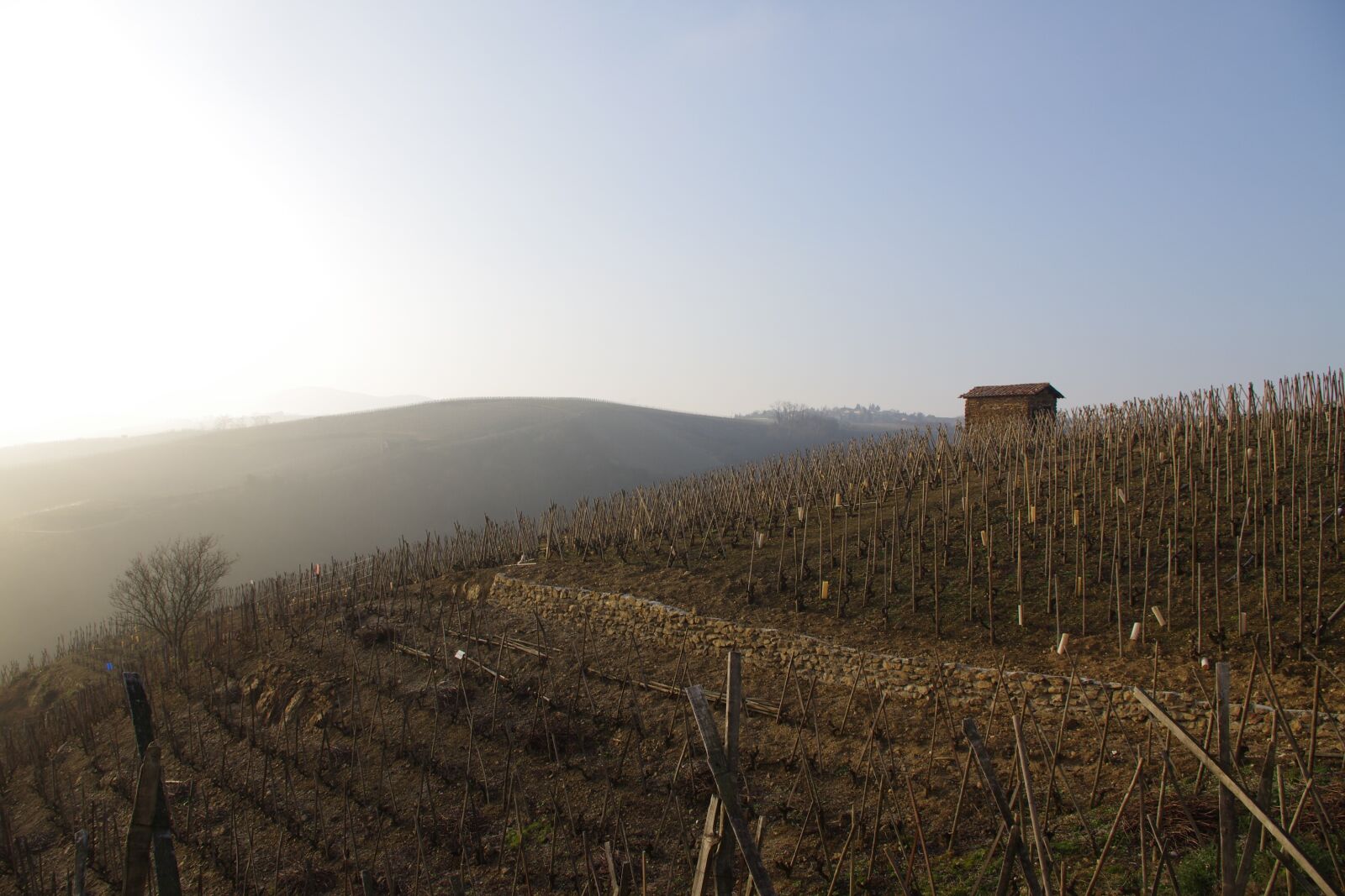Pentax K-5 sample photo. Landscape, vine, winter photography