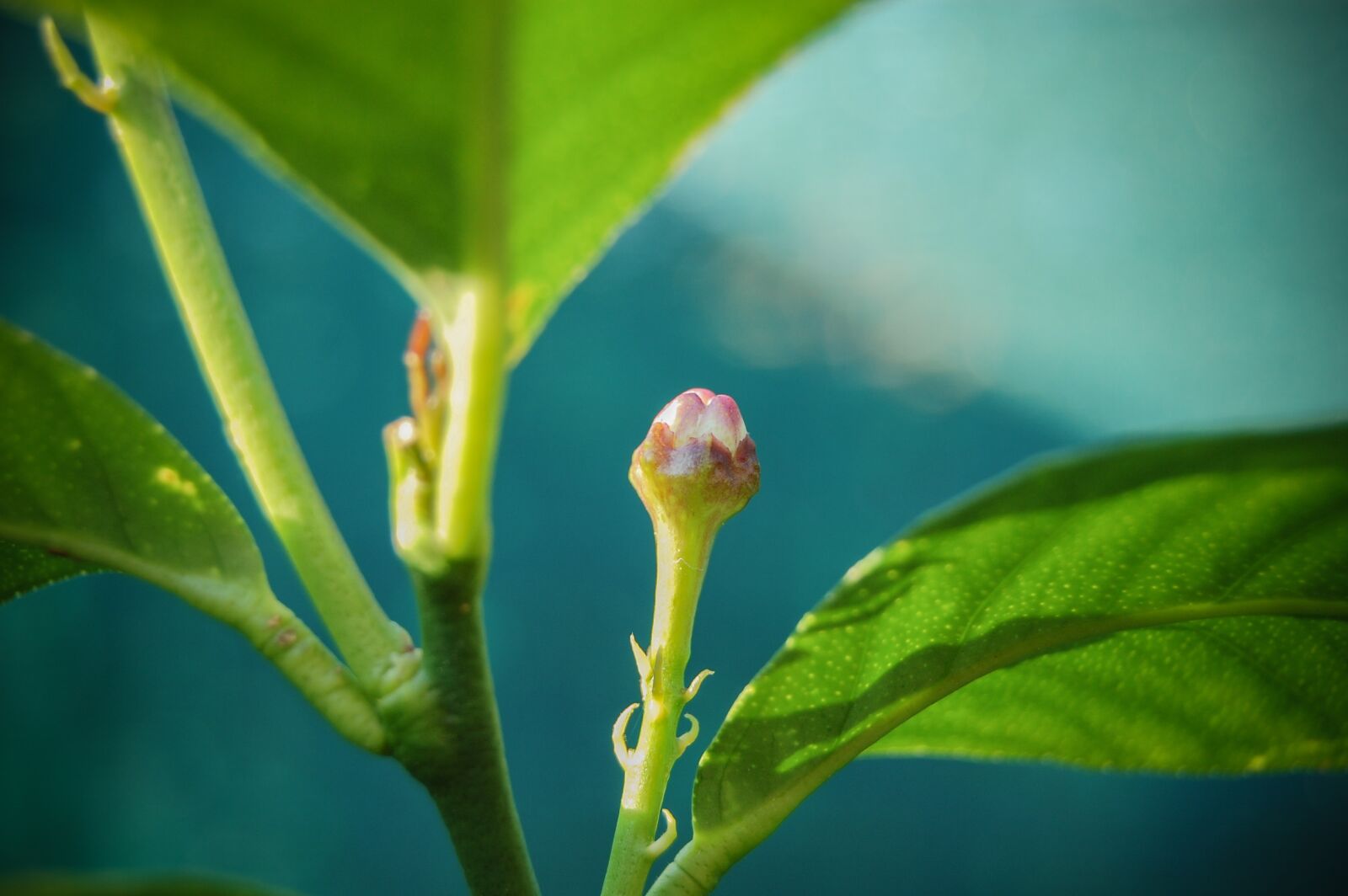 Nikon D40 sample photo. Flower, flowers, rosa photography