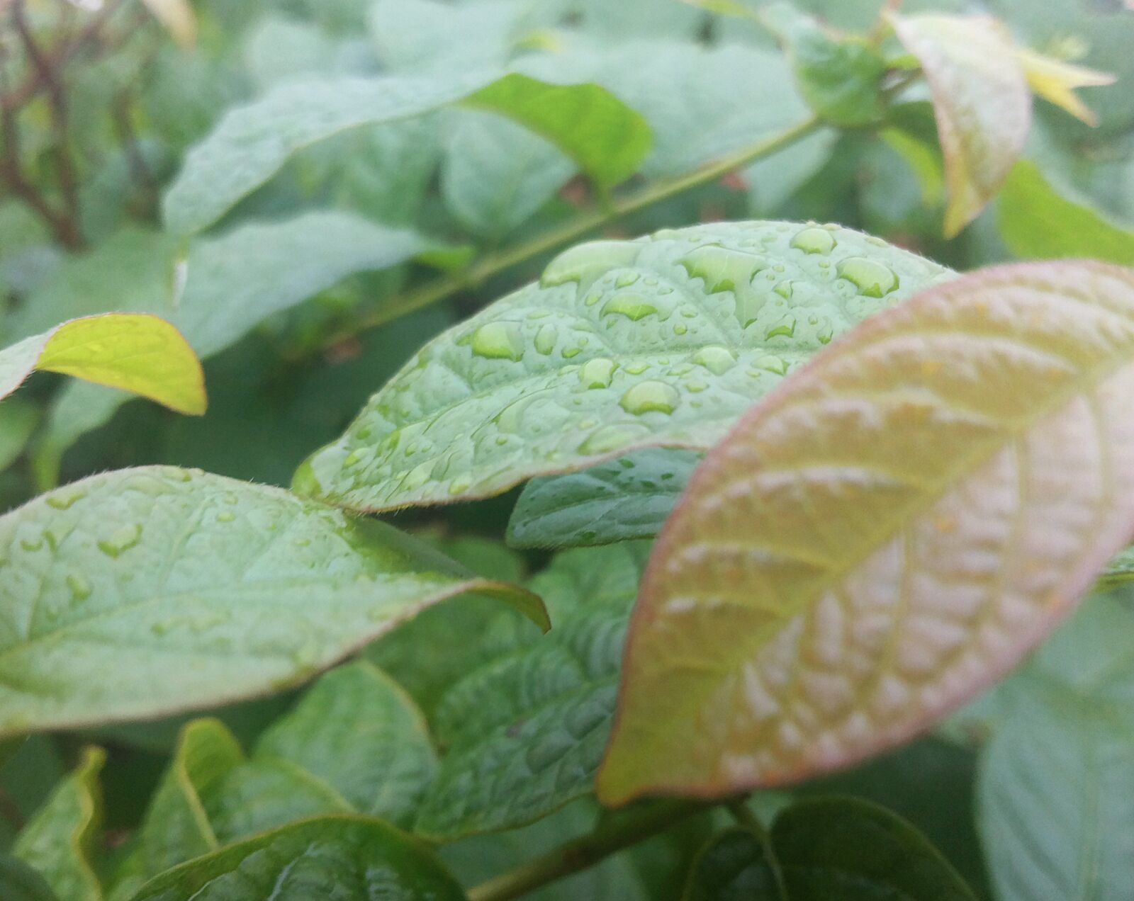 Samsung Galaxy Grand Duos sample photo. Leaves, green, nature photography