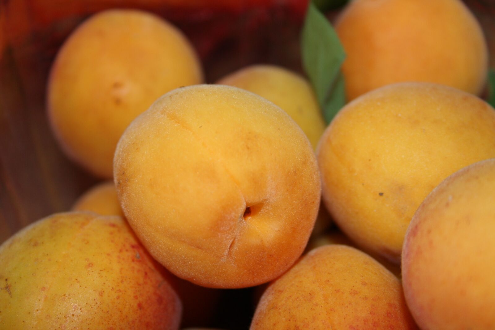 Canon EOS 1000D (EOS Digital Rebel XS / EOS Kiss F) sample photo. Apricot, fruit, wachau photography