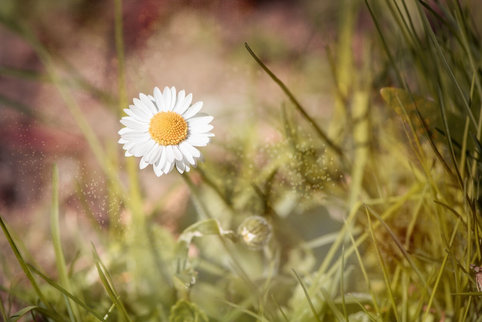 Nikon D750 sample photo. Daisy, pointed flower, flower photography