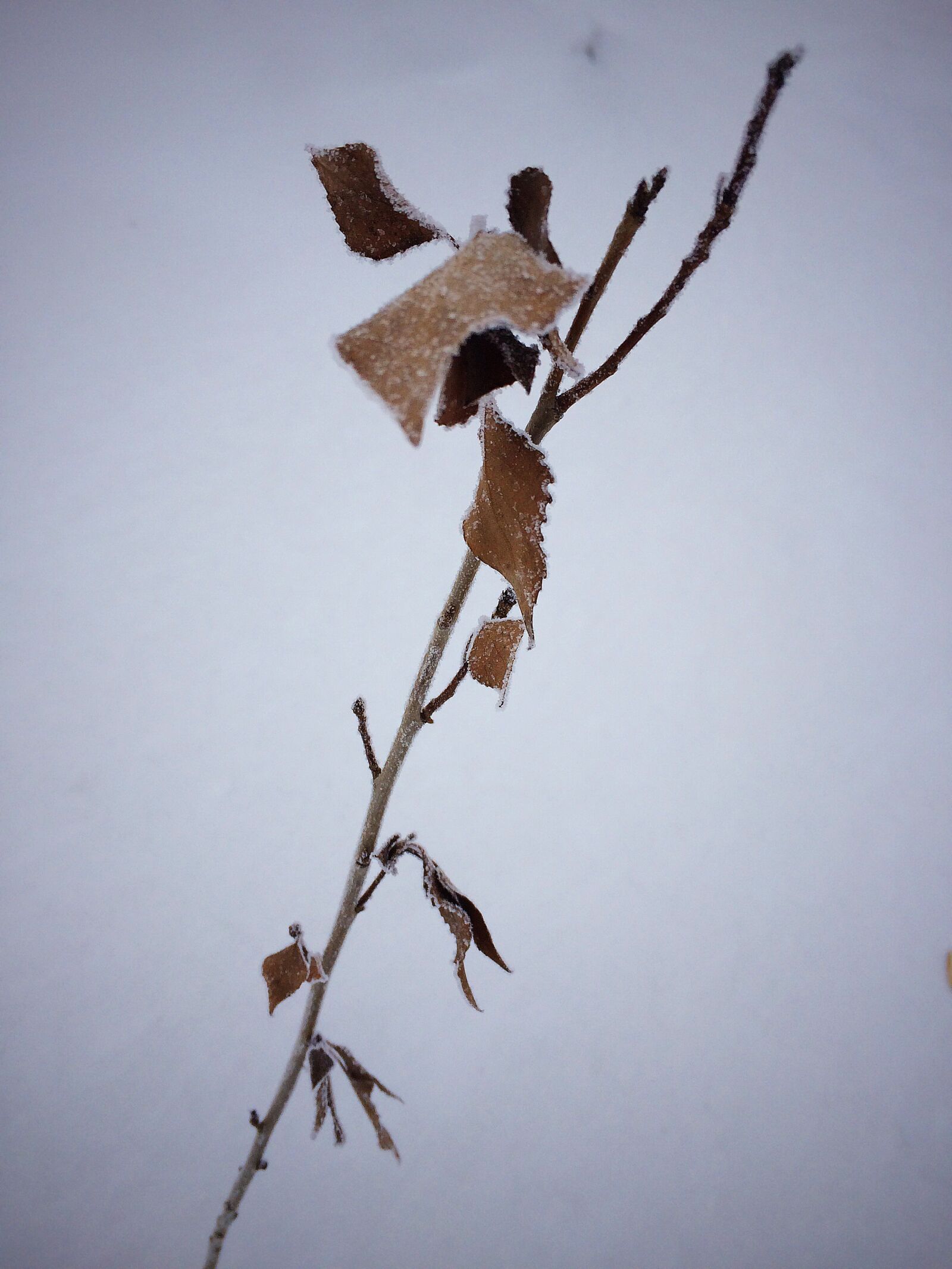 iPhone 5s back camera 4.15mm f/2.2 sample photo. Alone, branch, cold, dry photography
