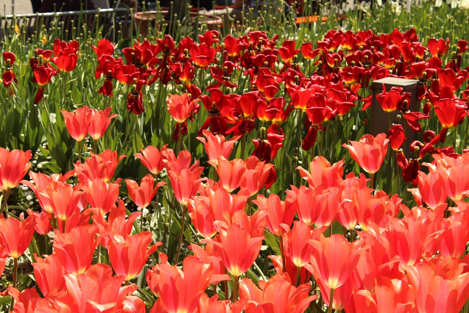 Canon EOS 600D (Rebel EOS T3i / EOS Kiss X5) sample photo. Tulips, red, tulip sea photography