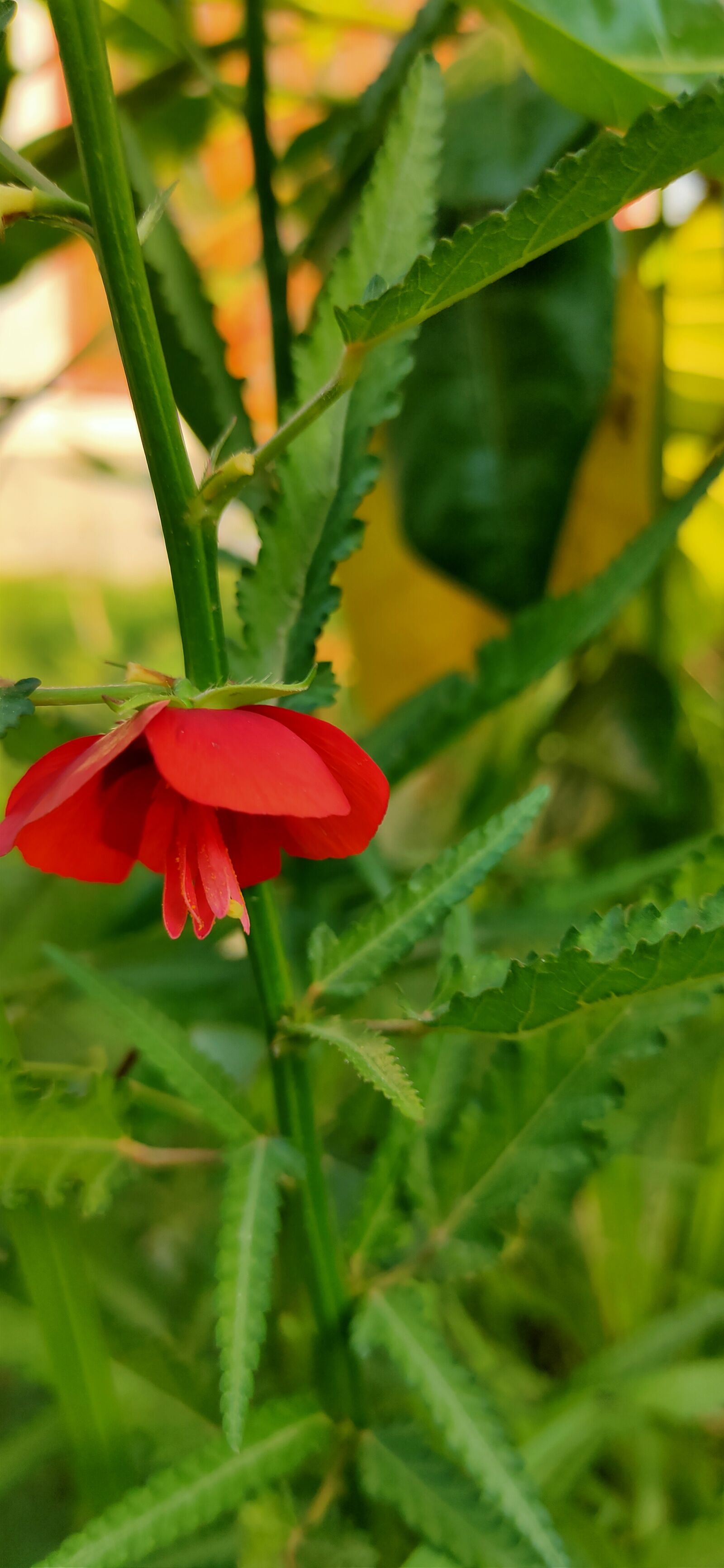 Realme XT sample photo. By, tiwari, rahulmukesh photography