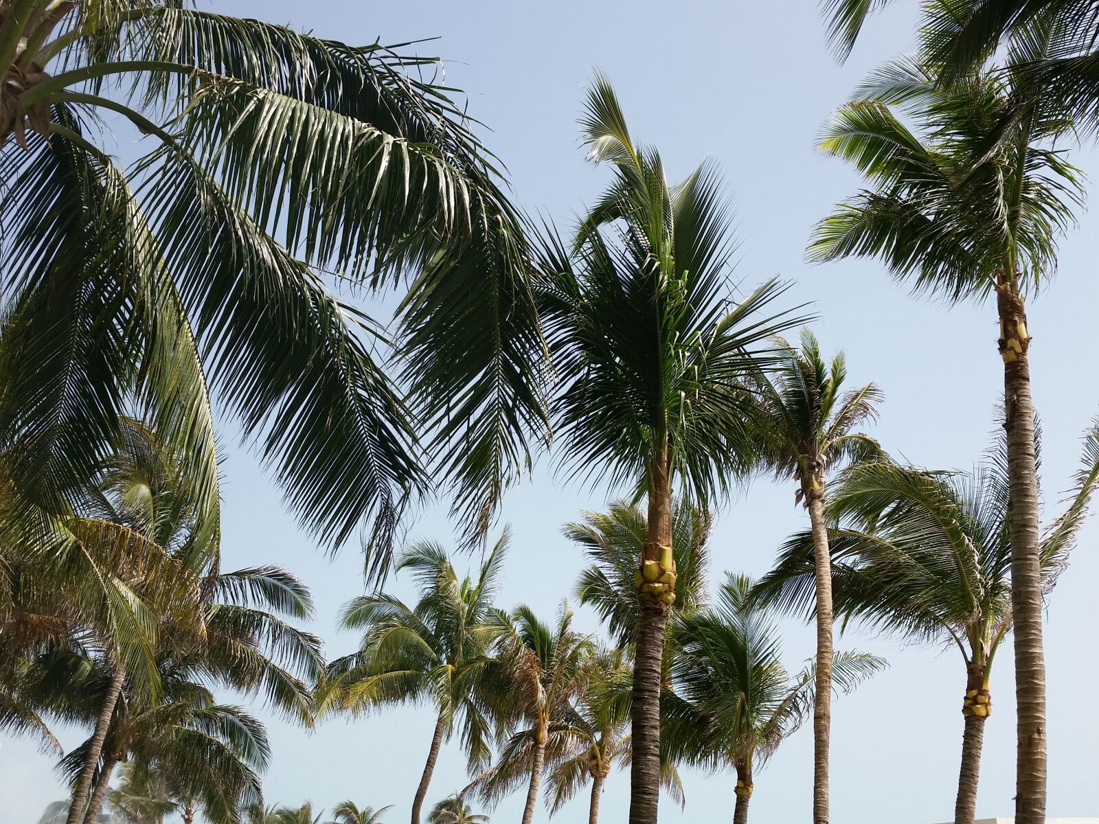 Samsung Galaxy S5 sample photo. Palm, trees, sky photography