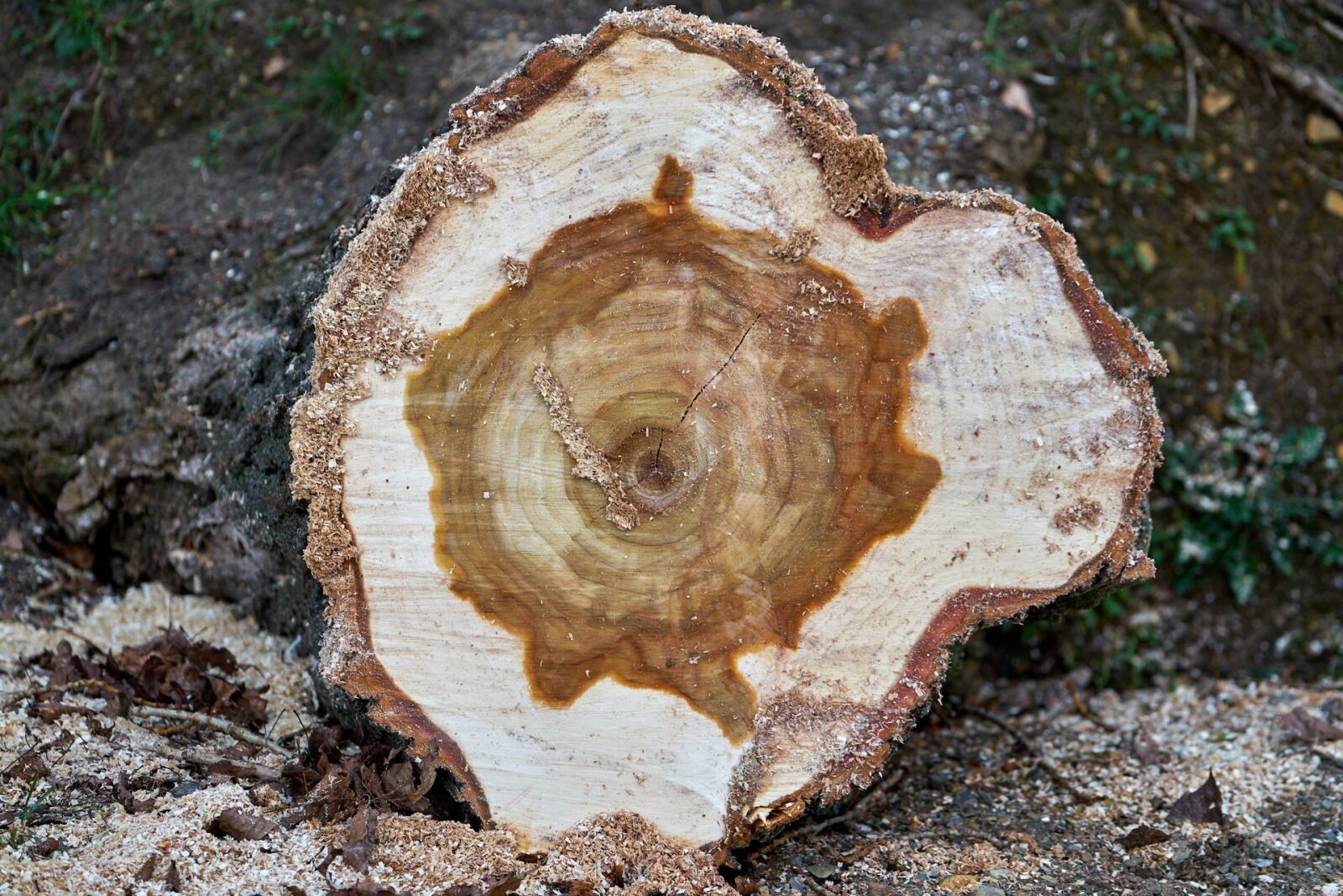 Sony a7 II sample photo. Tree, log, tree cases photography