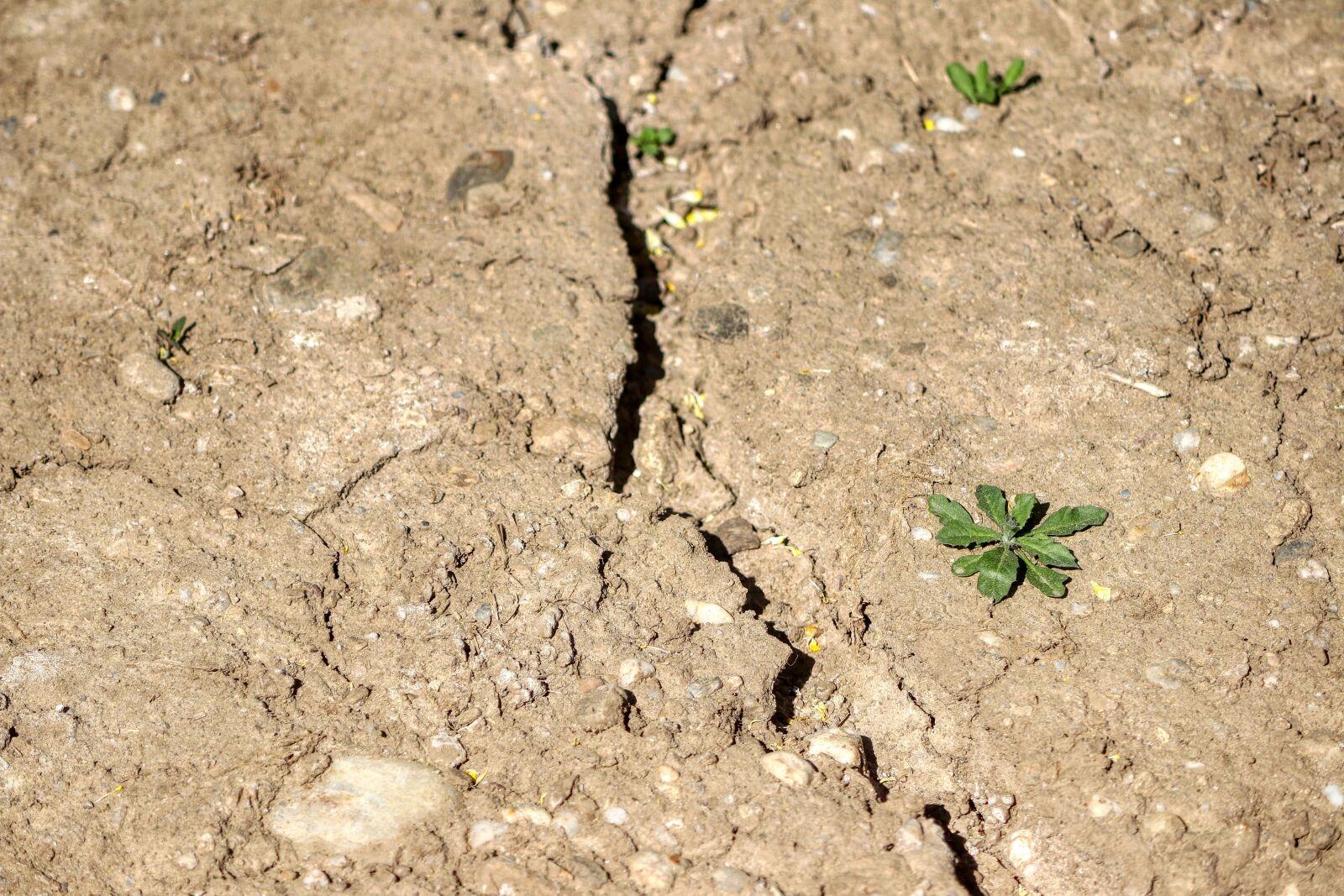 Canon EOS 80D + Canon EF-S 55-250mm F4-5.6 IS II sample photo. Drought, ground, agriculture photography