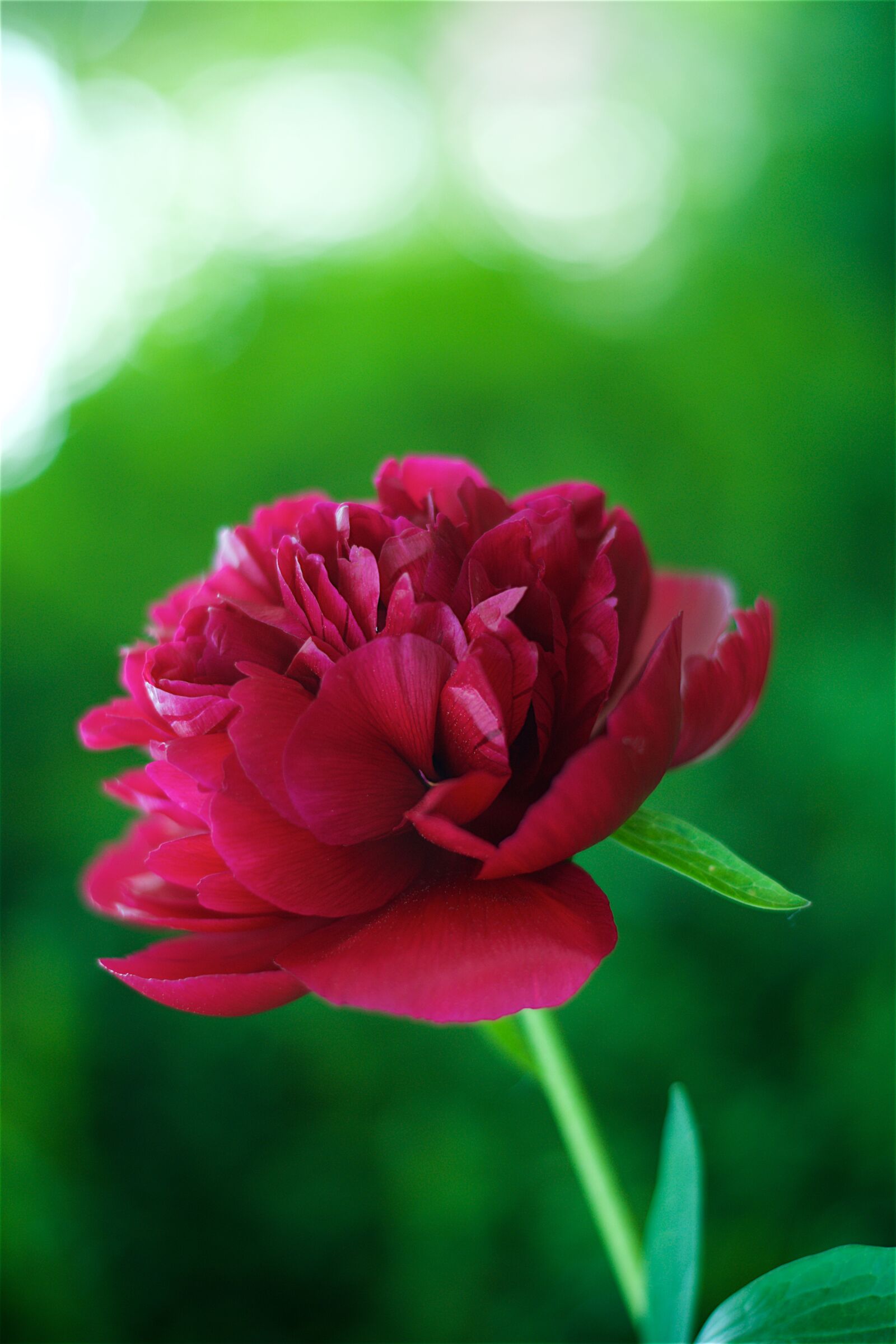 Nikon D3300 sample photo. Blurred, bokeh, flower, nature photography
