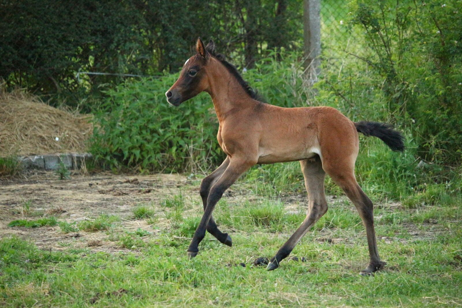 Canon EOS 100D (EOS Rebel SL1 / EOS Kiss X7) sample photo. Horse, foal, suckling photography