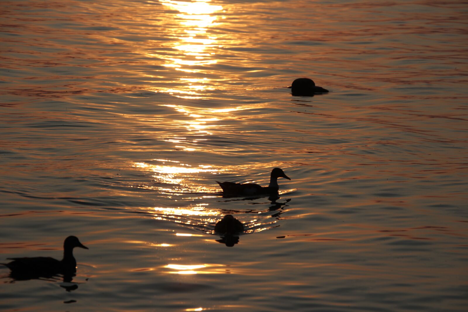 Canon EOS 700D (EOS Rebel T5i / EOS Kiss X7i) sample photo. Sunset, duck, light photography