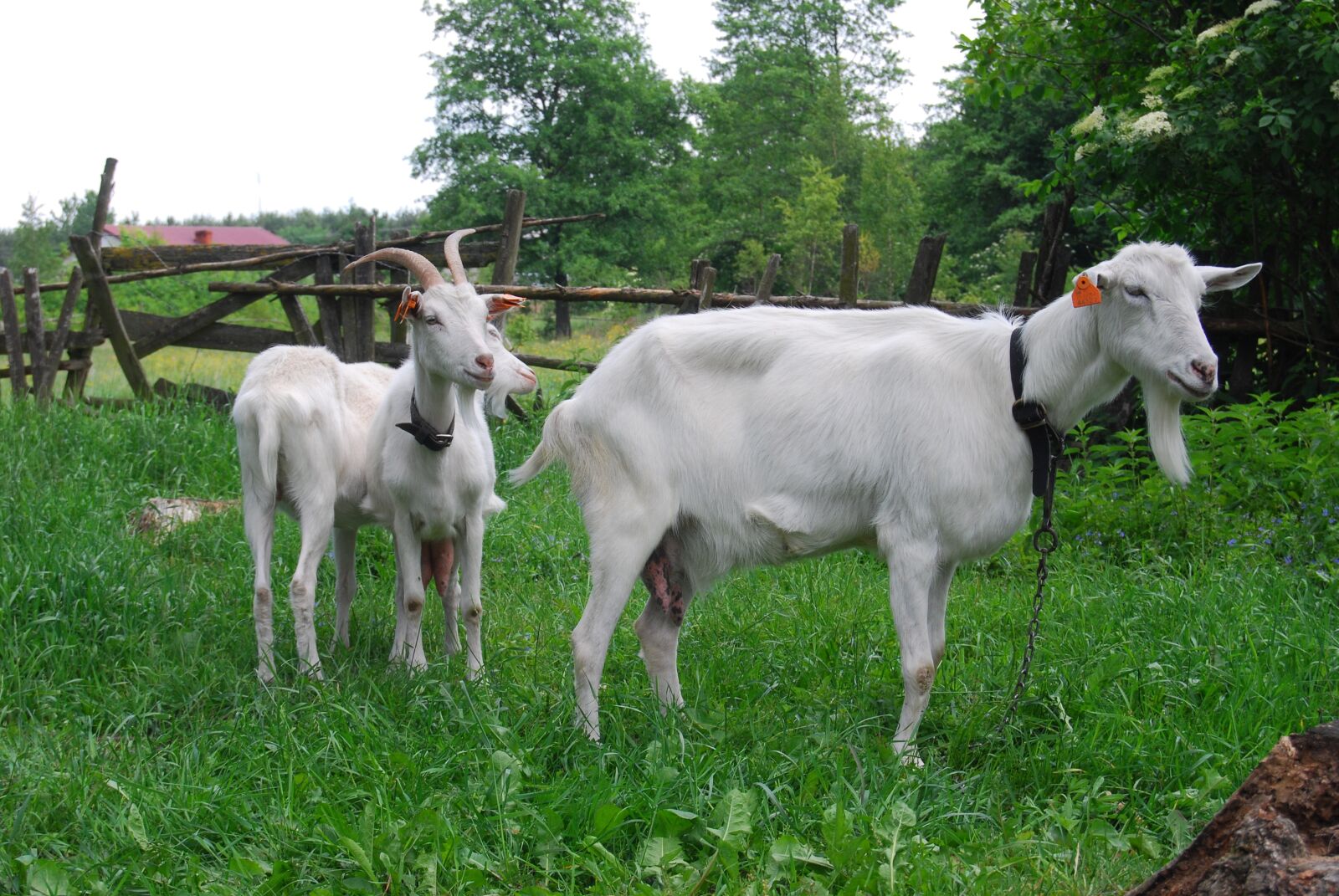 Nikon D40X sample photo. Goats, goat, buck photography