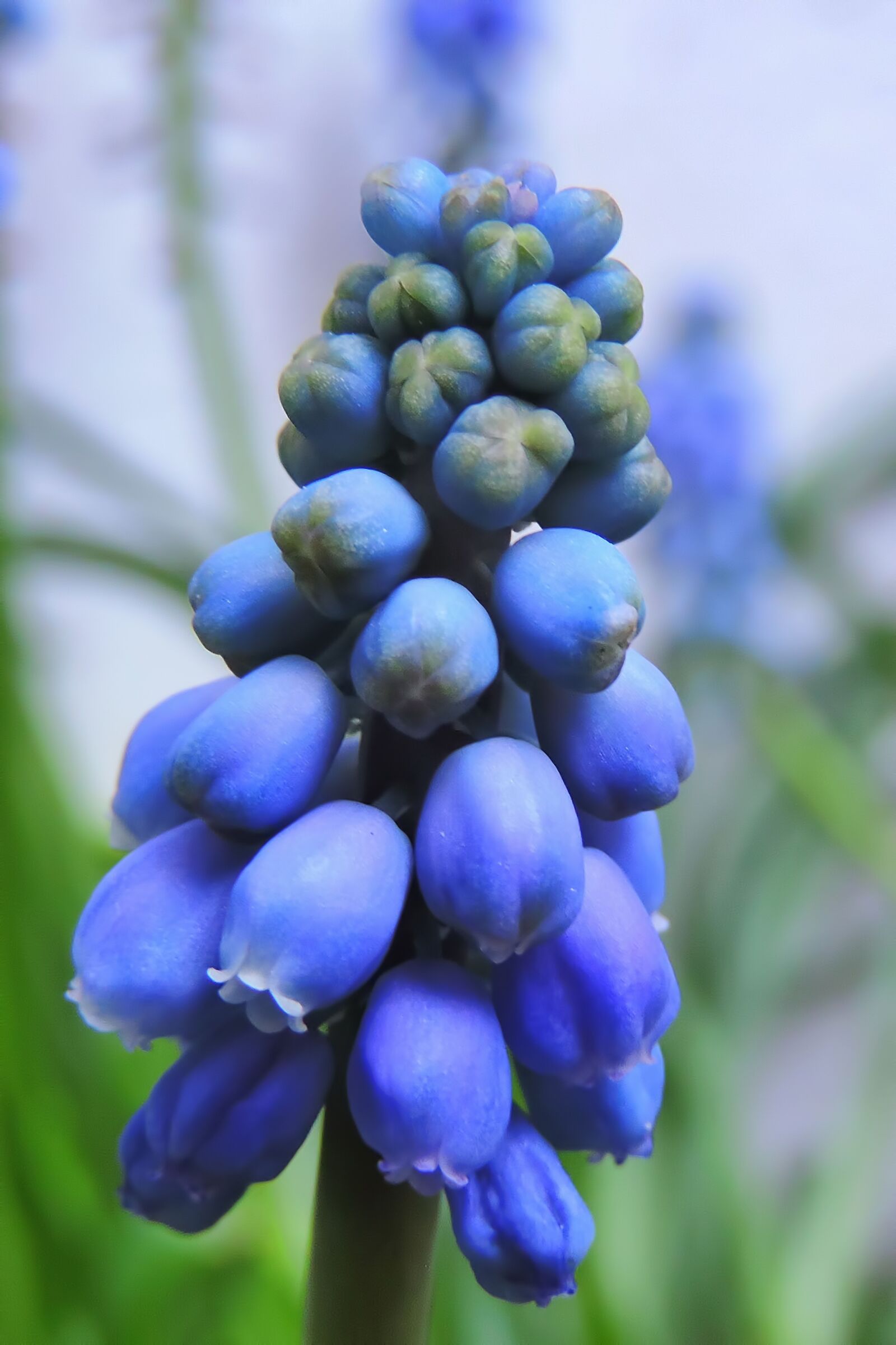 Nikon Coolpix P520 sample photo. Muscari, nature, plant photography