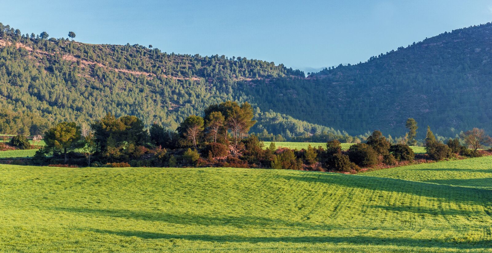 Sony E 16-50mm F3.5-5.6 PZ OSS sample photo. Nature, landscape, tree photography