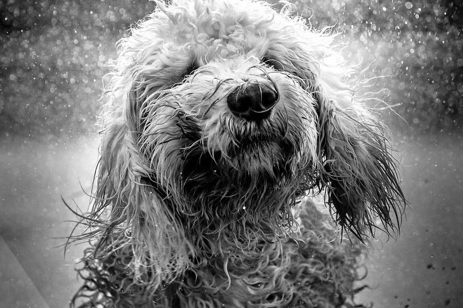 Nikon D3200 sample photo. Dog, goldendoodle, water photography