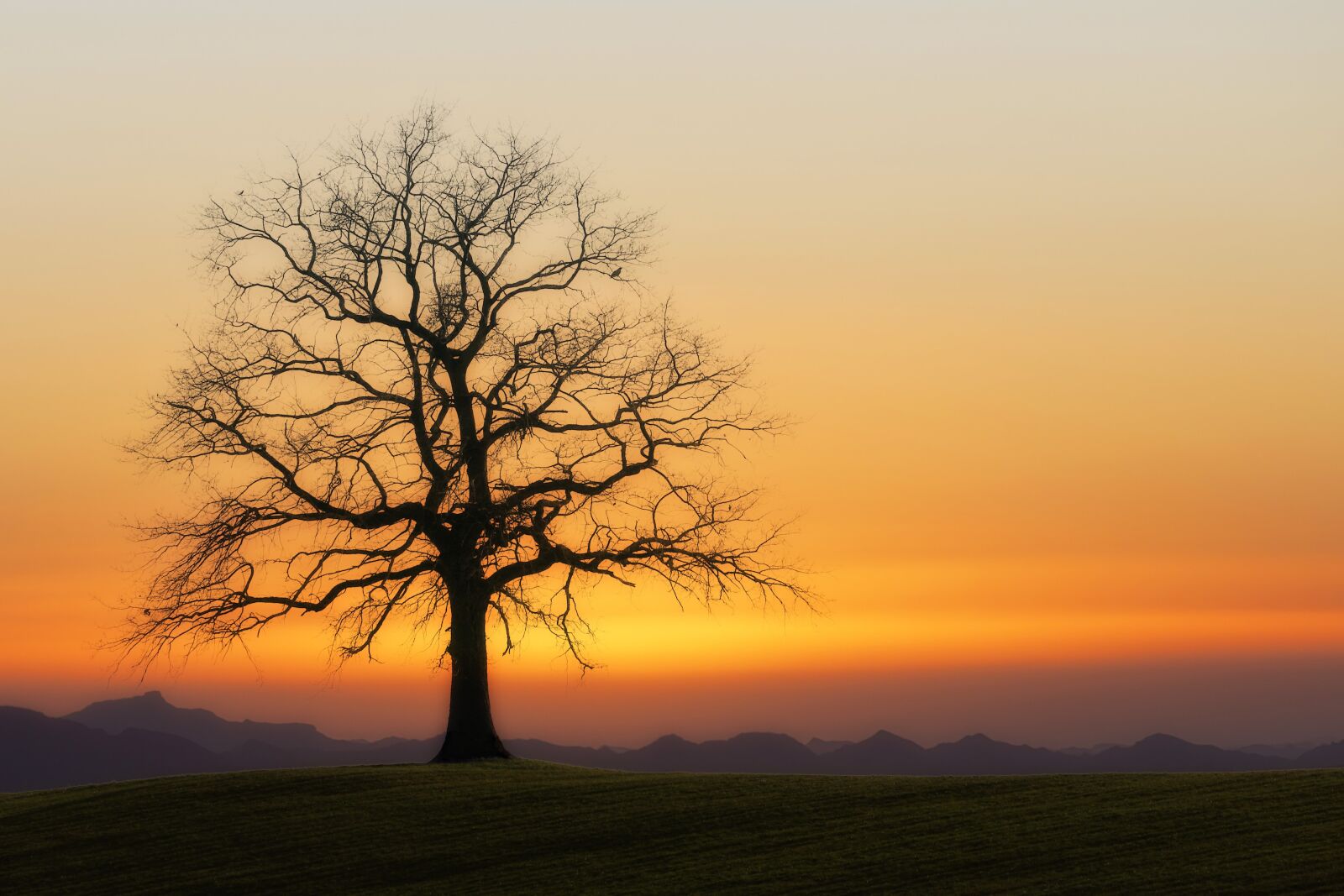 Canon EOS 5D sample photo. Tree, kahl, sunset photography