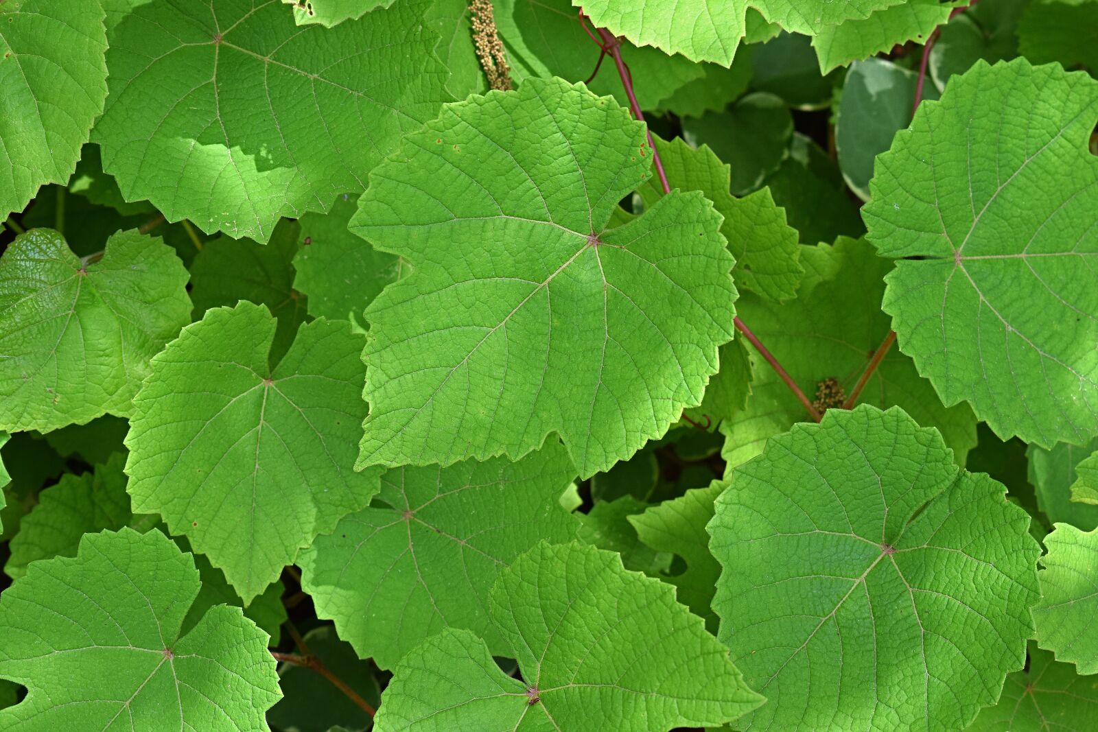 Nikon D3300 sample photo. Grape leaves, foliage, plant photography