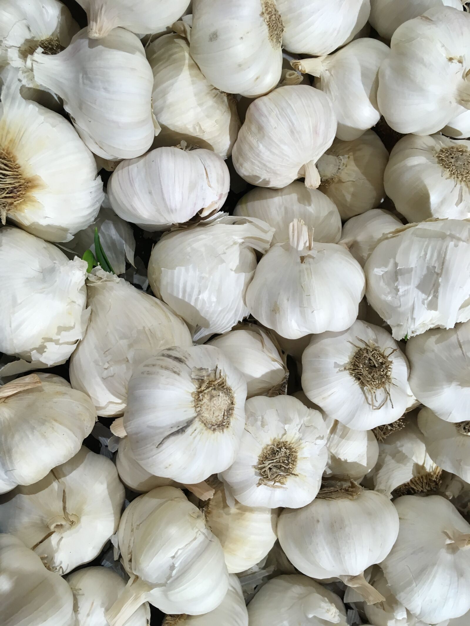 iPhone SE back camera 4.15mm f/2.2 sample photo. Garlic, grocery, groceries photography