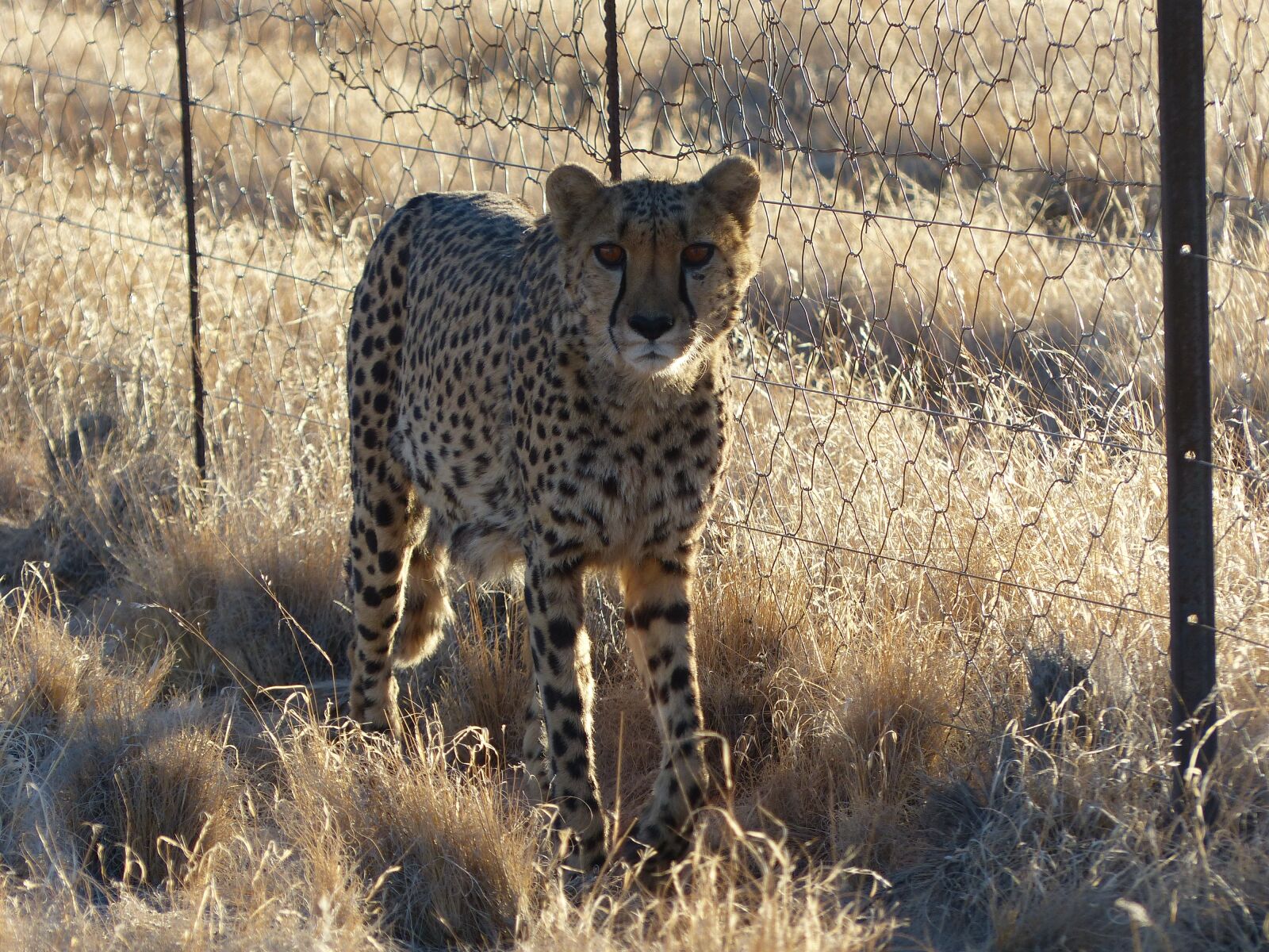 Panasonic Lumix DMC-FZ200 sample photo. Cheetah, tame, nambia photography