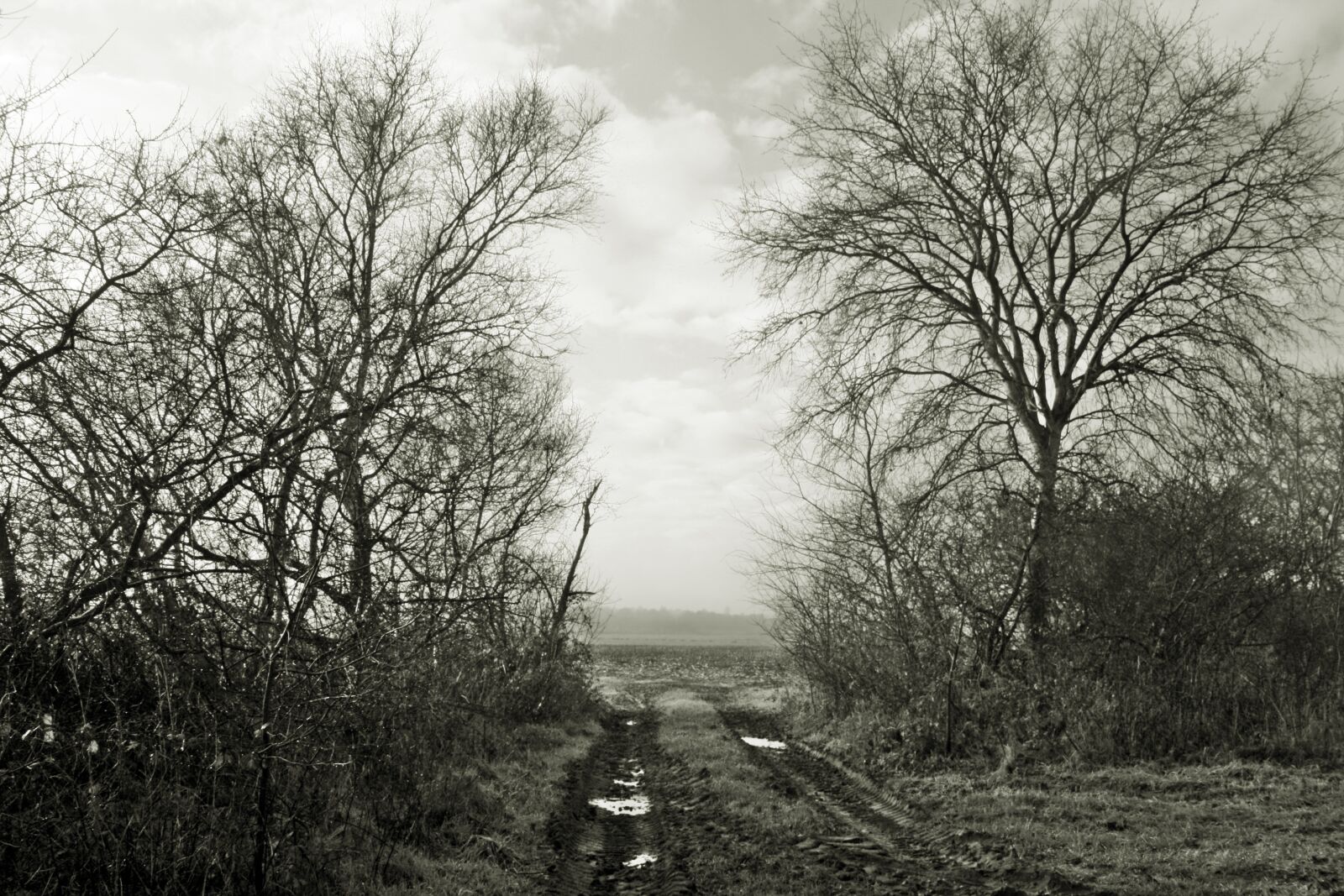 Canon EOS 1000D (EOS Digital Rebel XS / EOS Kiss F) sample photo. Moor, fog, tristesse photography