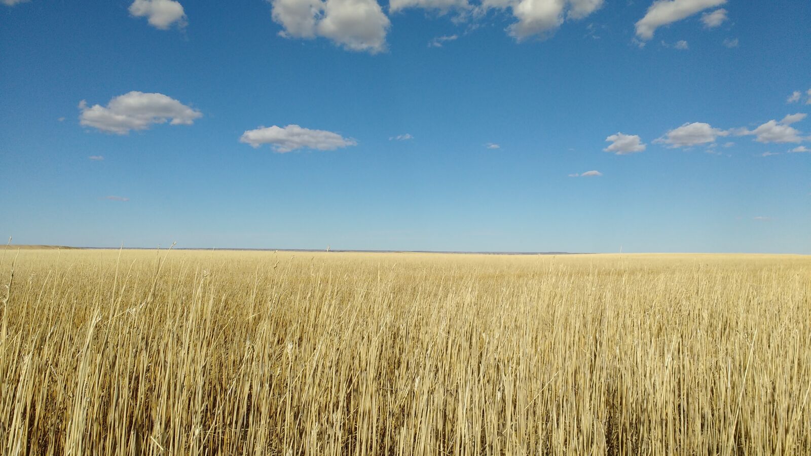 Motorola MotoG3 sample photo. Corn, sky, landscape photography