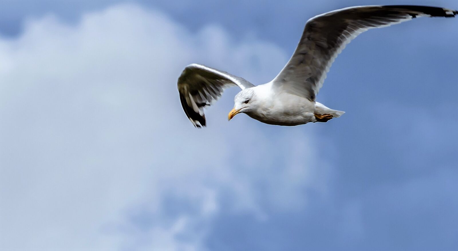 Nikon D3200 sample photo. Seagull, flight, bird photography