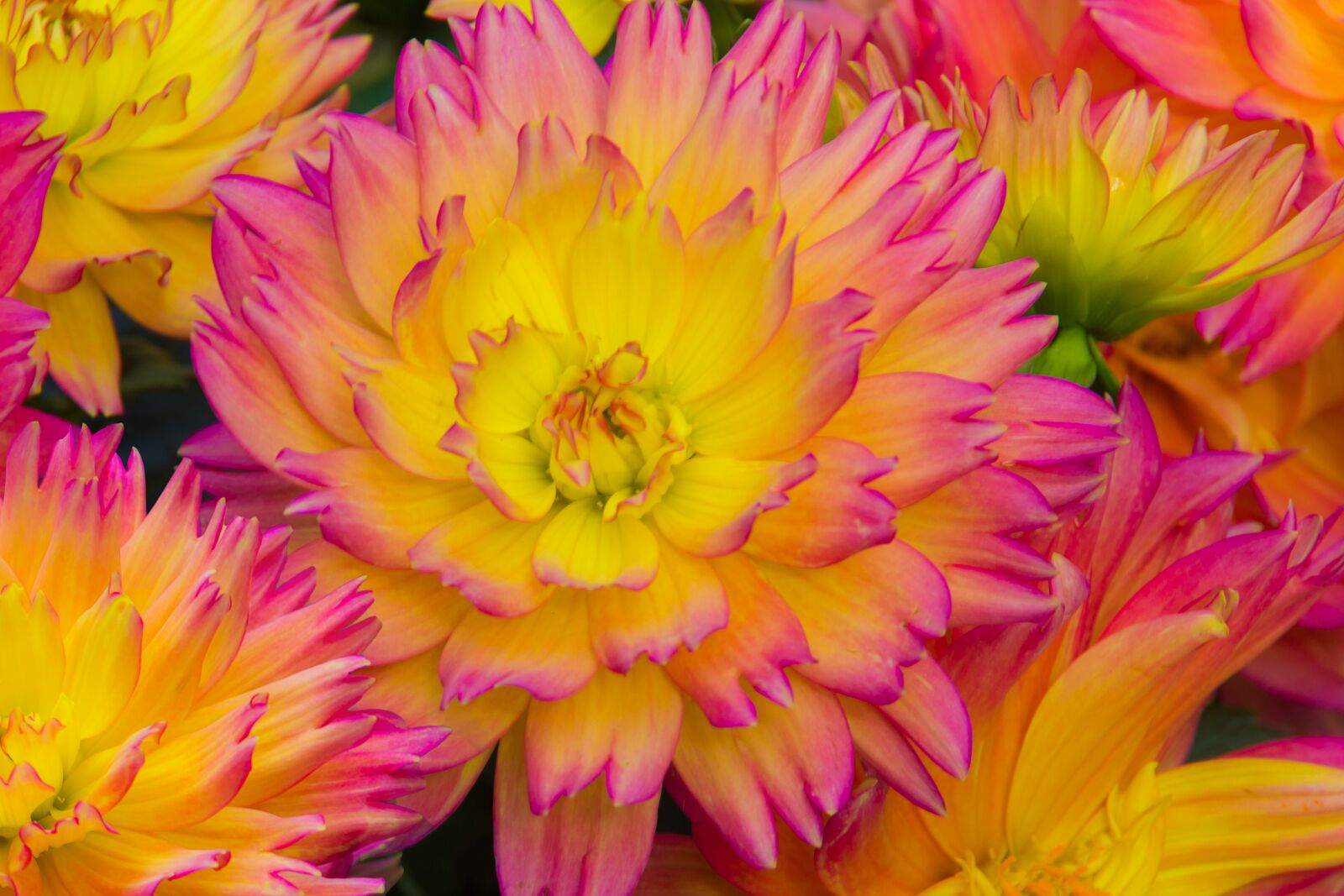 Canon EOS 550D (EOS Rebel T2i / EOS Kiss X4) sample photo. Flower, color, background photography