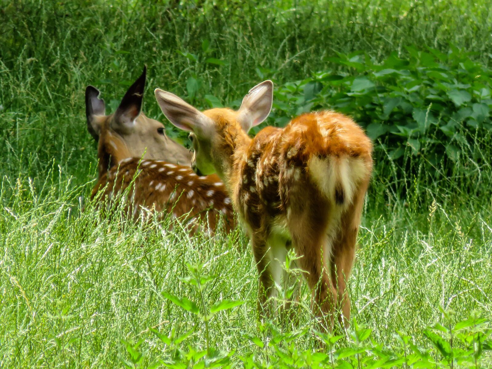 Canon PowerShot SX710 HS sample photo. Animal, fallow deer, kitz photography